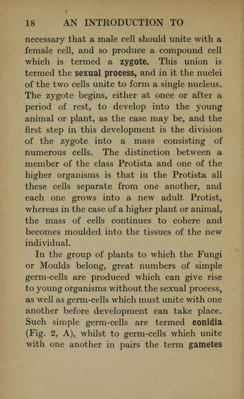 necessary that a male cell should unite with a female cell, and so produce a compound cell which is termed a zygote. This union is termed the sexual process, and in it the nuclei of the two cells unite to form a single nucleus. The zygote begins, either at once or after a period of rest, to develop into the young animal or plant, as the case may be, and the first step in this development is the division of the zygote into a mass consisting of numerous cells. The distinction between a member of the class Protista and one of the higher organisms is that in the Protista all these cells separate from one another, and each one grows into a new adult Protist, whereas in the case of a higher plant or animal, the mass of cells continues to cohere and becomes moulded into the tissues of the new individual. In the group of plants to which the Fungi or Moulds belong, great numbers of simple germ-cells are produced which can give rise to young organisms without the sexual process, as well as germ-cells which must unite with one another before development can take place. Such simple germ-cells are termed conidia (Fig. 2, A), whilst to germ-cells which unite with one another in pairs the term gametes