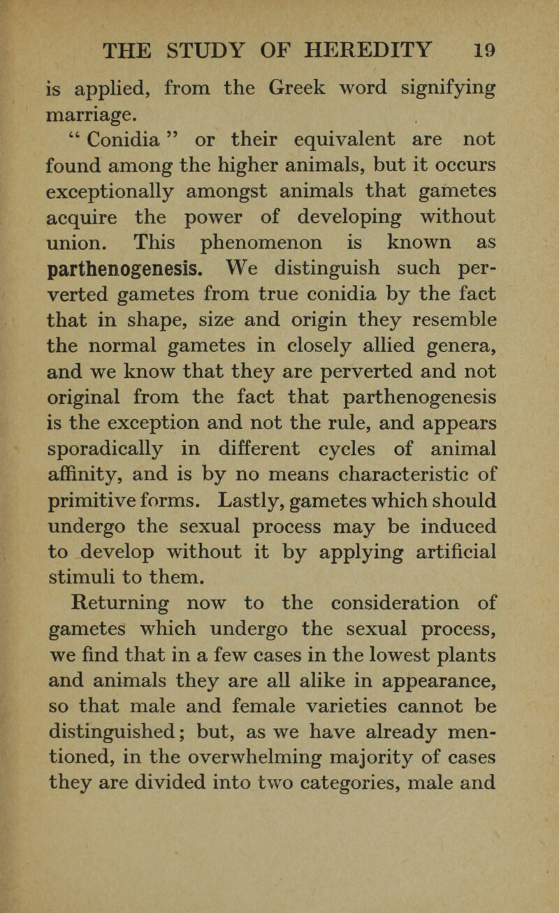 is applied, from the Greek word signifying marriage. “ Conidia ” or their equivalent are not found among the higher animals, but it occurs exceptionally amongst animals that gametes acquire the power of developing without union. This phenomenon is known as parthenogenesis. We distinguish such per verted gametes from true conidia by the fact that in shape, size and origin they resemble the normal gametes in closely allied genera, and we know that they are perverted and not original from the fact that parthenogenesis is the exception and not the rule, and appears sporadically in different cycles of animal affinity, and is by no means characteristic of primitive forms. Lastly, gametes which should undergo the sexual process may be induced to develop without it by applying artificial stimuli to them. Returning now to the consideration of gametes which undergo the sexual process, we find that in a few cases in the lowest plants and animals they are all alike in appearance, so that male and female varieties cannot be distinguished; but, as we have already men tioned, in the overwhelming majority of cases they are divided into two categories, male and