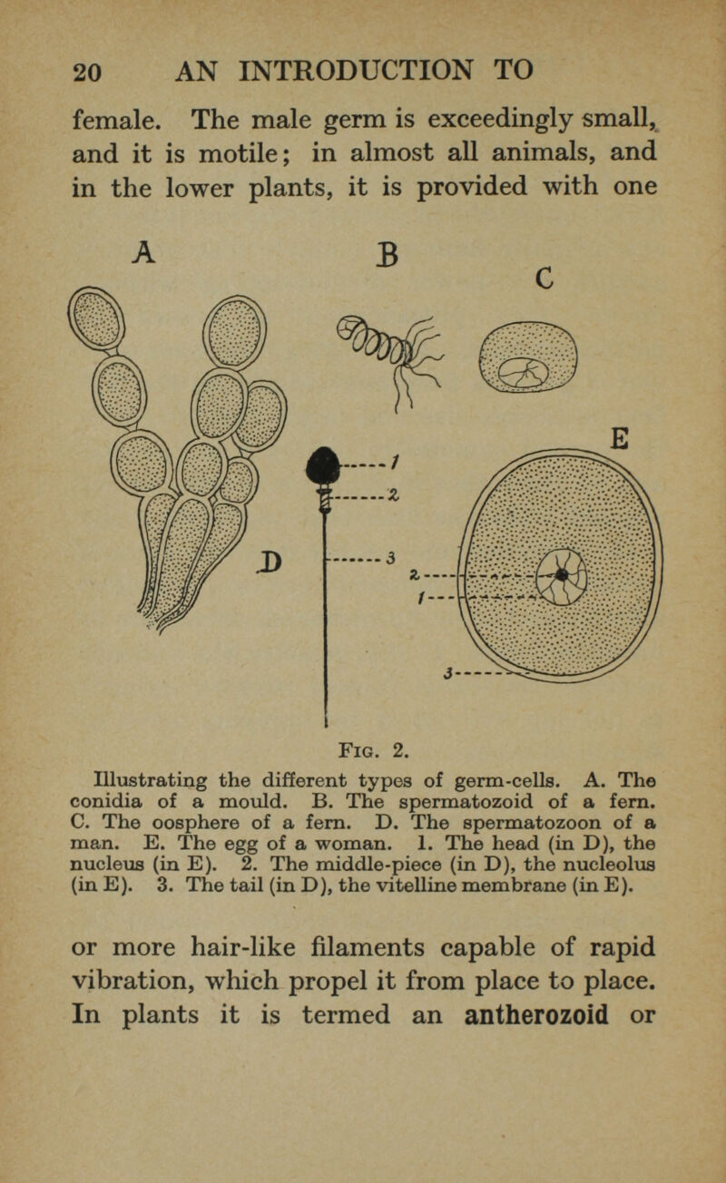 female. The male germ is exceedingly small, and it is motile; in almost all animals, and in the lower plants, it is provided with one Fig. 2. Illustrating the different types of germ-cells. A. The conidia of a mould. B. The spermatozoid of a fern. C. The oosphere of a fern. D. The spermatozoon of a man. E. The egg of a woman. 1. The head (in D), the nucleus (in E). 2. The middle-piece (in D), the nucleolus (inE). 3. The tail (in D), the vitelline membrane (in E). or more hair-like filaments capable of rapid vibration, which propel it from place to place. In plants it is termed an antherozoid or