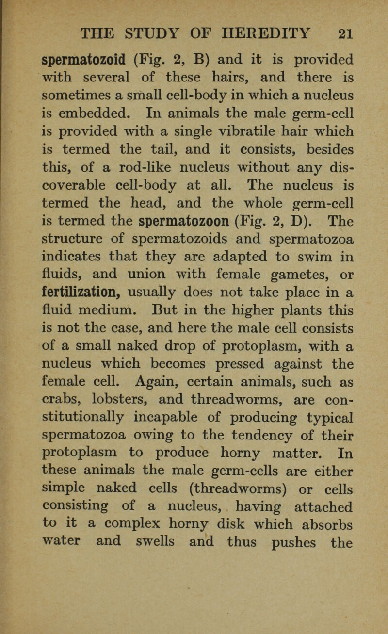 spermatozoid (Fig. 2, B) and it is provided with several of these hairs, and there is sometimes a small cell-body in which a nucleus is embedded. In animals the male germ-cell is provided with a single vibratile hair which is termed the tail, and it consists, besides this, of a rod-like nucleus without any dis coverable cell-body at all. The nucleus is termed the head, and the whole germ-cell is termed the spermatozoon (Fig. 2, D). The structure of spermatozoids and spermatozoa indicates that they are adapted to swim in fluids, and union with female gametes, or fertilization, usually does not take place in a fluid medium. But in the higher plants this is not the case, and here the male cell consists of a small naked drop of protoplasm, with a nucleus which becomes pressed against the female cell. Again, certain animals, such as crabs, lobsters, and threadworms, are con stitutionally incapable of producing typical spermatozoa owing to the tendency of their protoplasm to produce horny matter. In these animals the male germ-cells are either simple naked cells (threadworms) or cells consisting of a nucleus, having attached to it a complex horny disk which absorbs water and swells and thus pushes the