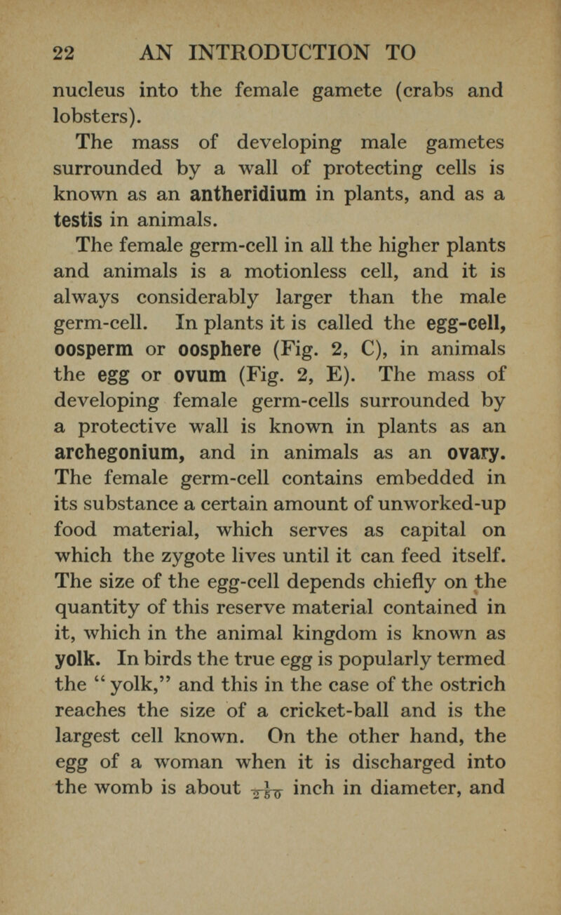 nucleus into the female gamete (crabs and lobsters). The mass of developing male gametes surrounded by a wall of protecting cells is known as an antheridium in plants, and as a testis in animals. The female germ-cell in all the higher plants and animals is a motionless cell, and it is always considerably larger than the male germ-cell. In plants it is called the egg-cell, oosperm or oosphere (Fig. 2, C), in animals the egg or ovum (Fig. 2, E). The mass of developing female germ-cells surrounded by a protective wall is known in plants as an archegonium, and in animals as an ovary. The female germ-cell contains embedded in its substance a certain amount of unworked-up food material, which serves as capital on which the zygote lives until it can feed itself. The size of the egg-cell depends chiefly on the quantity of this reserve material contained in it, which in the animal kingdom is known as yolk. In birds the true egg is popularly termed the “ yolk,” and this in the case of the ostrich reaches the size of a cricket-ball and is the largest cell known. On the other hand, the egg of a woman when it is discharged into the womb is about ¿w inch in diameter, and