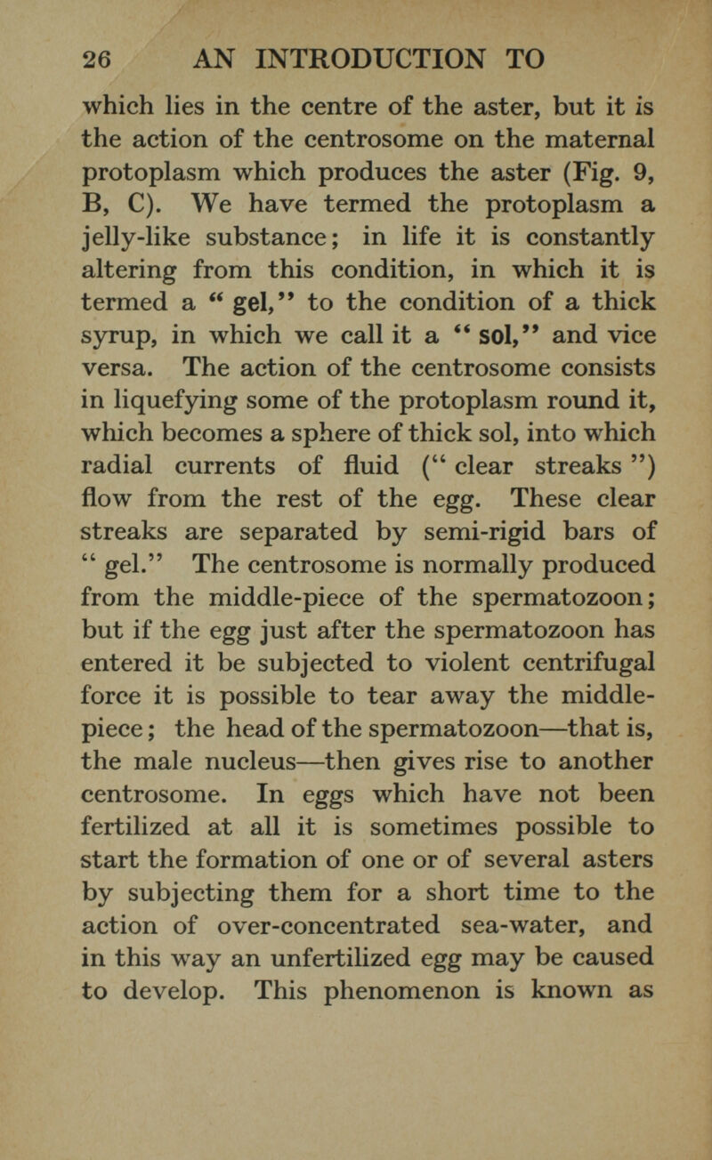 which lies in the centre of the aster, but it is the action of the centrosome on the maternal protoplasm which produces the aster (Fig. 9, B, C). We have termed the protoplasm a jelly-like substance; in life it is constantly altering from this condition, in which it is termed a “ gel,” to the condition of a thick syrup, in which we call it a “ sol,” and vice versa. The action of the centrosome consists in liquefying some of the protoplasm round it, which becomes a sphere of thick sol, into which radial currents of fluid (“ clear streaks ”) flow from the rest of the egg. These clear streaks are separated by semi-rigid bars of “ gel.” The centrosome is normally produced from the middle-piece of the spermatozoon; but if the egg just after the spermatozoon has entered it be subjected to violent centrifugal force it is possible to tear away the middle- piece ; the head of the spermatozoon—that is, the male nucleus—then gives rise to another centrosome. In eggs which have not been fertilized at all it is sometimes possible to start the formation of one or of several asters by subjecting them for a short time to the action of over-concentrated sea-water, and in this way an unfertilized egg may be caused to develop. This phenomenon is known as