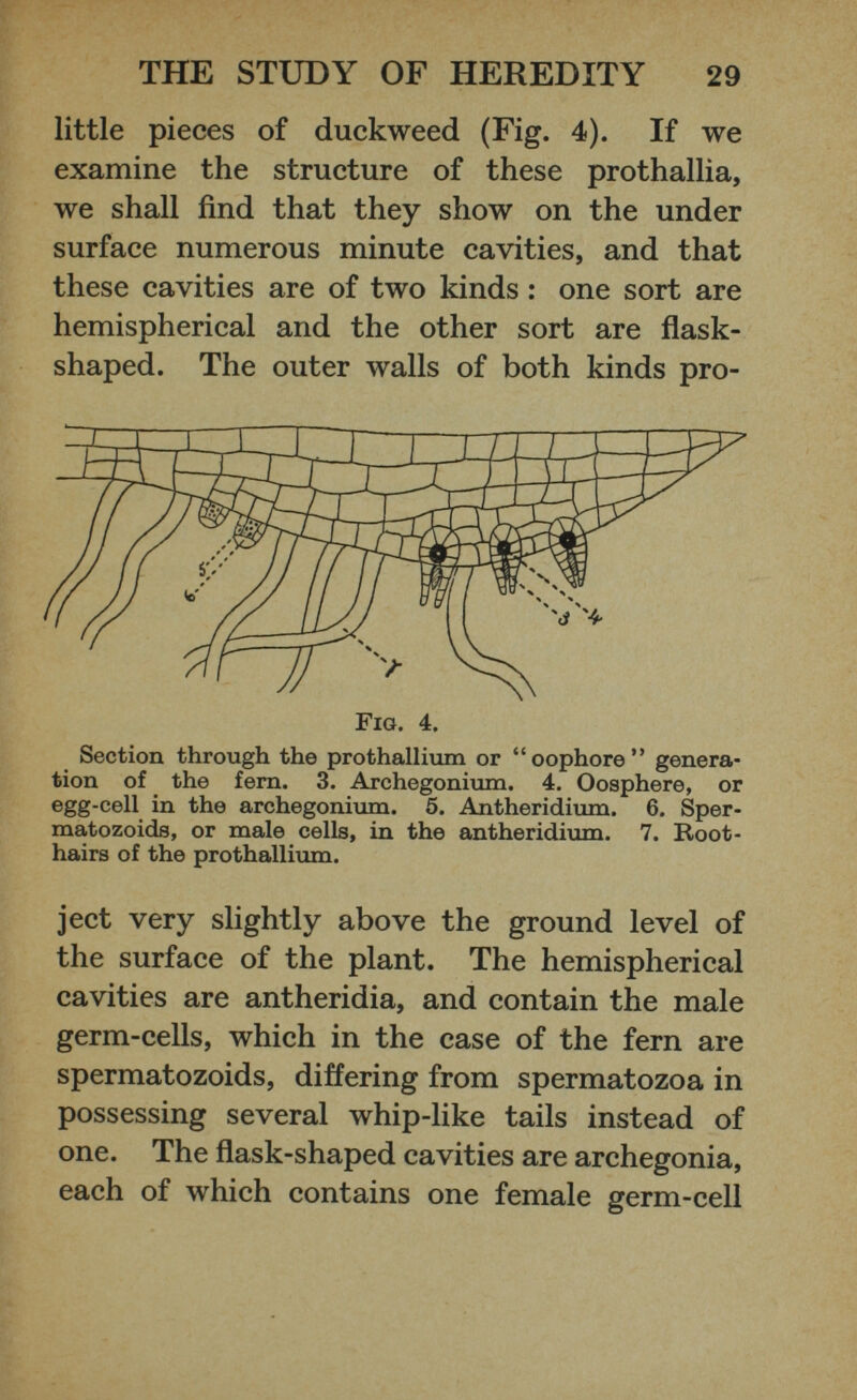 little pieces of duckweed (Fig. 4). If we examine the structure of these prothallia, we shall find that they show on the under surface numerous minute cavities, and that these cavities are of two kinds : one sort are hemispherical and the other sort are flask shaped. The outer walls of both kinds pro- Section through the prothallium or “oophore” genera tion of the fern. 3. Archegonium. 4. Oosphere, or egg-cell in the archegonium. 5. Antheridium. 6. Sper- matozoids, or male cells, in the antheridium. 7. Root- hairs of the prothallium. ject very slightly above the ground level of the surface of the plant. The hemispherical cavities are antheridia, and contain the male germ-cells, which in the case of the fern are spermatozoids, differing from spermatozoa in possessing several whip-like tails instead of one. The flask-shaped cavities are archegonia, each of which contains one female germ-cell