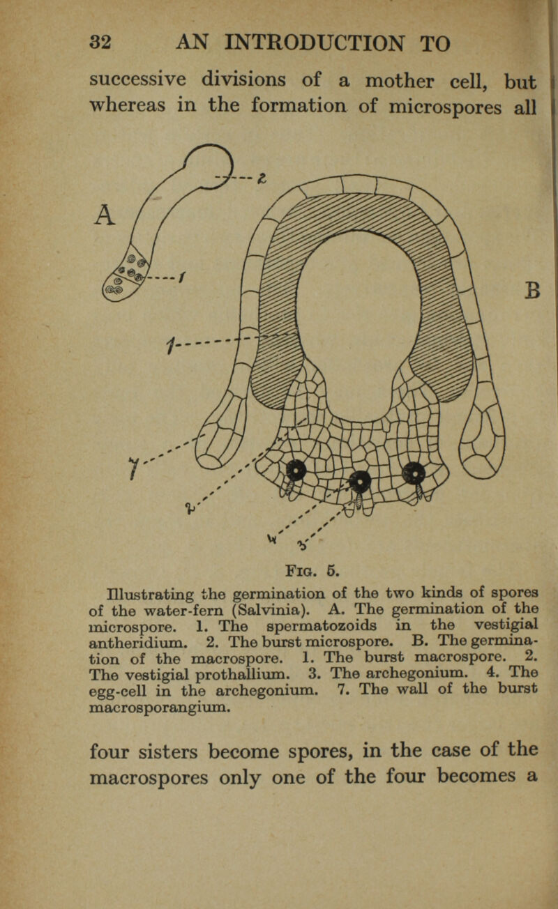 successive divisions of a mother cell, but whereas in the formation of microspores all Illustrating the germination of the two kinds of spores of the water-fern (Salvinia). A. The germination of the microspore. 1. The spermatozoids in the vestigial antheridium. 2. The burst microspore. B. The germina tion of the macrospore. 1. The burst macrospore. 2. The vestigial prothallium. 3. The archegonium. 4. The egg-cell in the archegonium. 7. The wall of the burst macrosporangium. four sisters become spores, in the case of the macrospores only one of the four becomes a