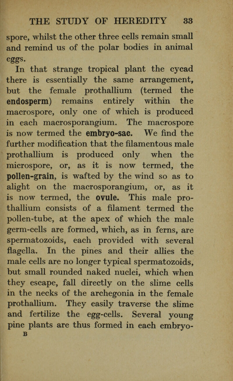 spore, whilst the other three cells remain small and remind us of the polar bodies in animal eggs. In that strange tropical plant the cycad there is essentially the same arrangement, but the female prothallium (termed the endosperm) remains entirely within the macrospore, only one of which is produced in each macrosporangium. The macrospore is now termed the embryo-sac. We find the further modification that the filamentous male prothallium is produced only when the microspore, or, as it is now termed, the pollen-grain, is wafted by the wind so as to alight on the macrosporangium, or, as it is now termed, the ovule. This male pro thallium consists of a filament termed the pollen-tube, at the apex of which the male germ-cells are formed, which, as in ferns, are spermatozoids, each provided with several flagella. In the pines and their allies the male cells are no longer typical spermatozoids, but small rounded naked nuclei, which when they escape, fall directly on the slime cells in the necks of the archegonia in the female prothallium. They easily traverse the slime and fertilize the egg-cells. Several young pine plants are thus formed in each embryo- B