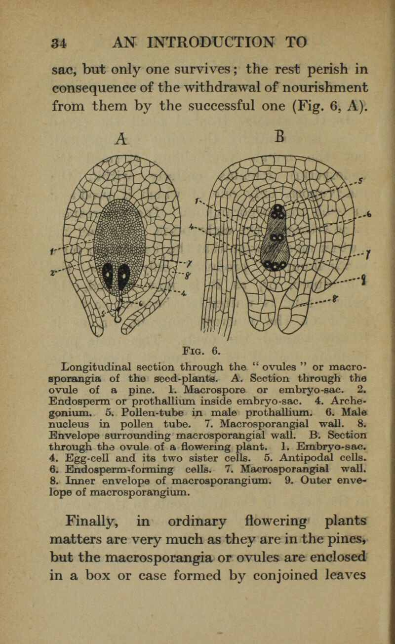 sac, but only one survives; the rest perish in consequence of the withdrawal of nourishment from them by the successful one (Fig. 6, A). A B Fig. 6. Longitudinal section through the “ ovules ” or macro sporangia of the seed-plants. A. Section through the ovule of a pine. 1. Macrospore or embryo-sac. 2. Endosperm or prothallium inside embryo-sac. 4. Arche- gonium. 5. Pollen-tube in male prothallium. 6. Male nucleus in pollen tube. 7. Macrosporangial wall. 8. Envelope surrounding macrosporangial wall. B. Section through the ovule of a flowering plant. 1. Embryo-sac. 4. Egg-cell and its two sister cells. 5. Antipodal cells. 6. Endosperm-forming cells. 7. Macrosporangial wall. 8. Inner envelope of macrosporangium. 9. Outer enve lope of macrosporangium. Finally, in ordinary flowering plants matters are very much as they are in the pines, but the macrosporangia or ovules are enclosed in a box or case formed by conjoined leaves