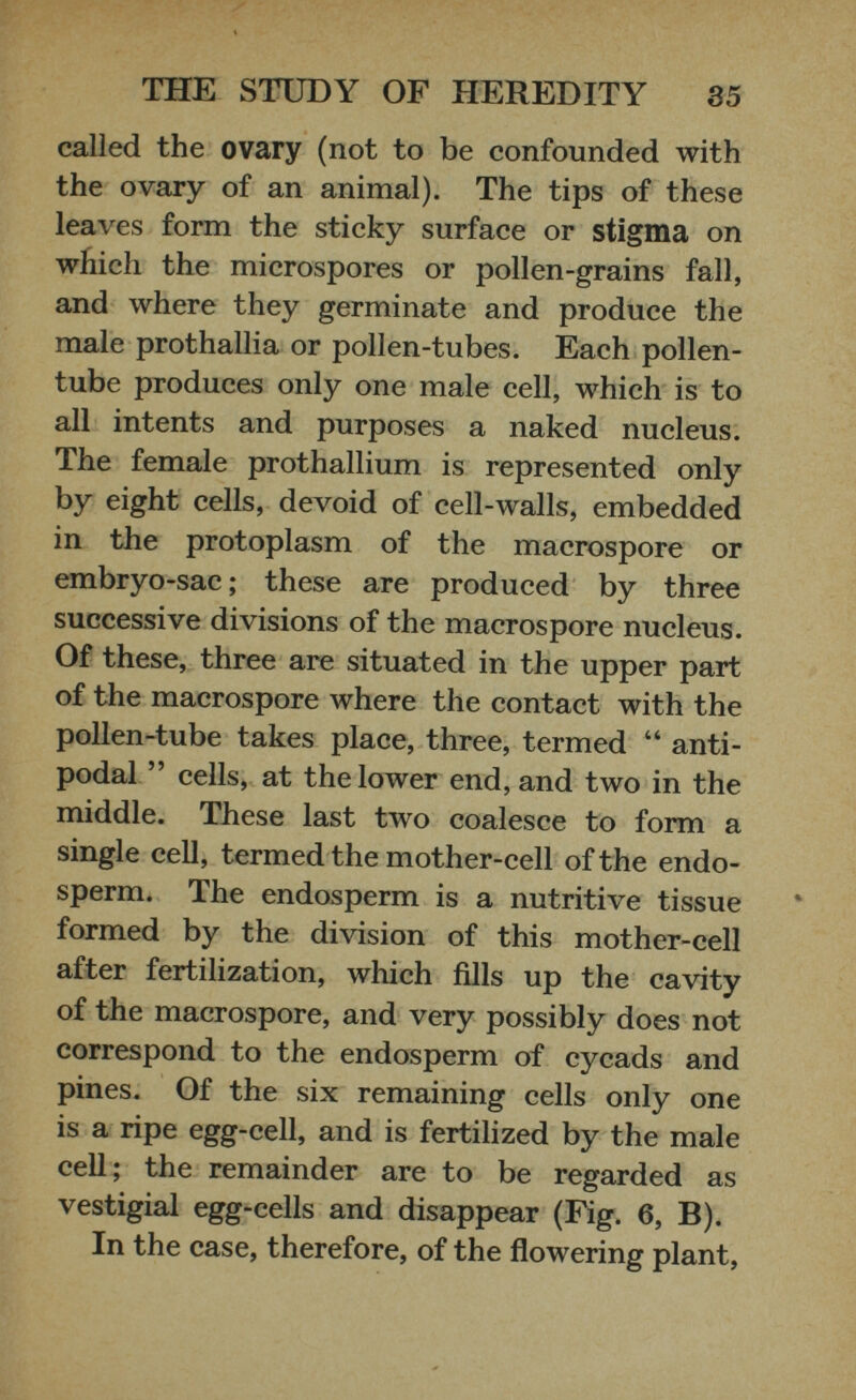 called the ovary (not to be confounded with the ovary of an animal). The tips of these leaves form the sticky surface or stigma on which the microspores or pollen-grains fall, and where they germinate and produce the male prothallia or pollen-tubes. Each pollen- tube produces only one male cell, which is to all intents and purposes a naked nucleus. The female prothallium is represented only by eight cells, devoid of cell-walls, embedded in the protoplasm of the macrospore or embryo-sac ; these are produced by three successive divisions of the macrospore nucleus. Of these, three are situated in the upper part of the macrospore where the contact with the pollen-tube takes place, three, termed “ anti podal ” cells, at the lower end, and two in the middle. These last two coalesce to form a single cell, termed the mother-cell of the endo sperm. The endosperm is a nutritive tissue formed by the division of this mother-cell after fertilization, which fills up the cavity of the macrospore, and very possibly does not correspond to the endosperm of cycads and pines. Of the six remaining cells only one is a ripe egg-cell, and is fertilized by the male cell; the remainder are to be regarded as vestigial egg-cells and disappear (Fig. 6, B). In the case, therefore, of the flowering plant,