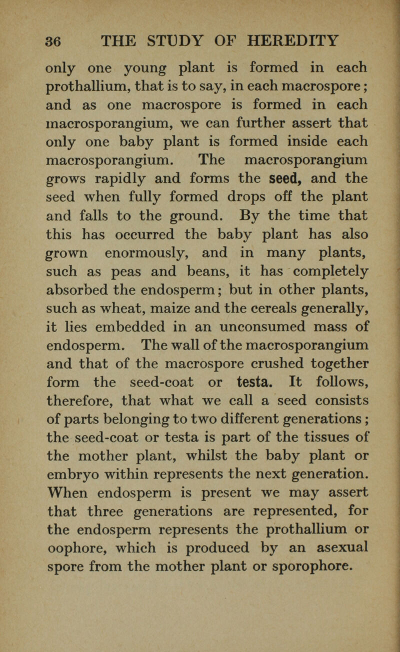 only one young plant is formed in each prothallium, that is to say, in each macrospore; and as one macrospore is formed in each macrosporangium, we can further assert that only one baby plant is formed inside each macrosporangium. The macrosporangium grows rapidly and forms the seed, and the seed when fully formed drops off the plant and falls to the ground. By the time that this has occurred the baby plant has also grown enormously, and in many plants, such as peas and beans, it has completely absorbed the endosperm; but in other plants, such as wheat, maize and the cereals generally, it lies embedded in an unconsumed mass of endosperm. The wall of the macrosporangium and that of the macrospore crushed together form the seed-coat or testa. It follows, therefore, that what we call a seed consists of parts belonging to two different generations; the seed-coat or testa is part of the tissues of the mother plant, whilst the baby plant or embryo within represents the next generation. When endosperm is present we may assert that three generations are represented, for the endosperm represents the prothallium or oophore, which is produced by an asexual spore from the mother plant or sporophore.