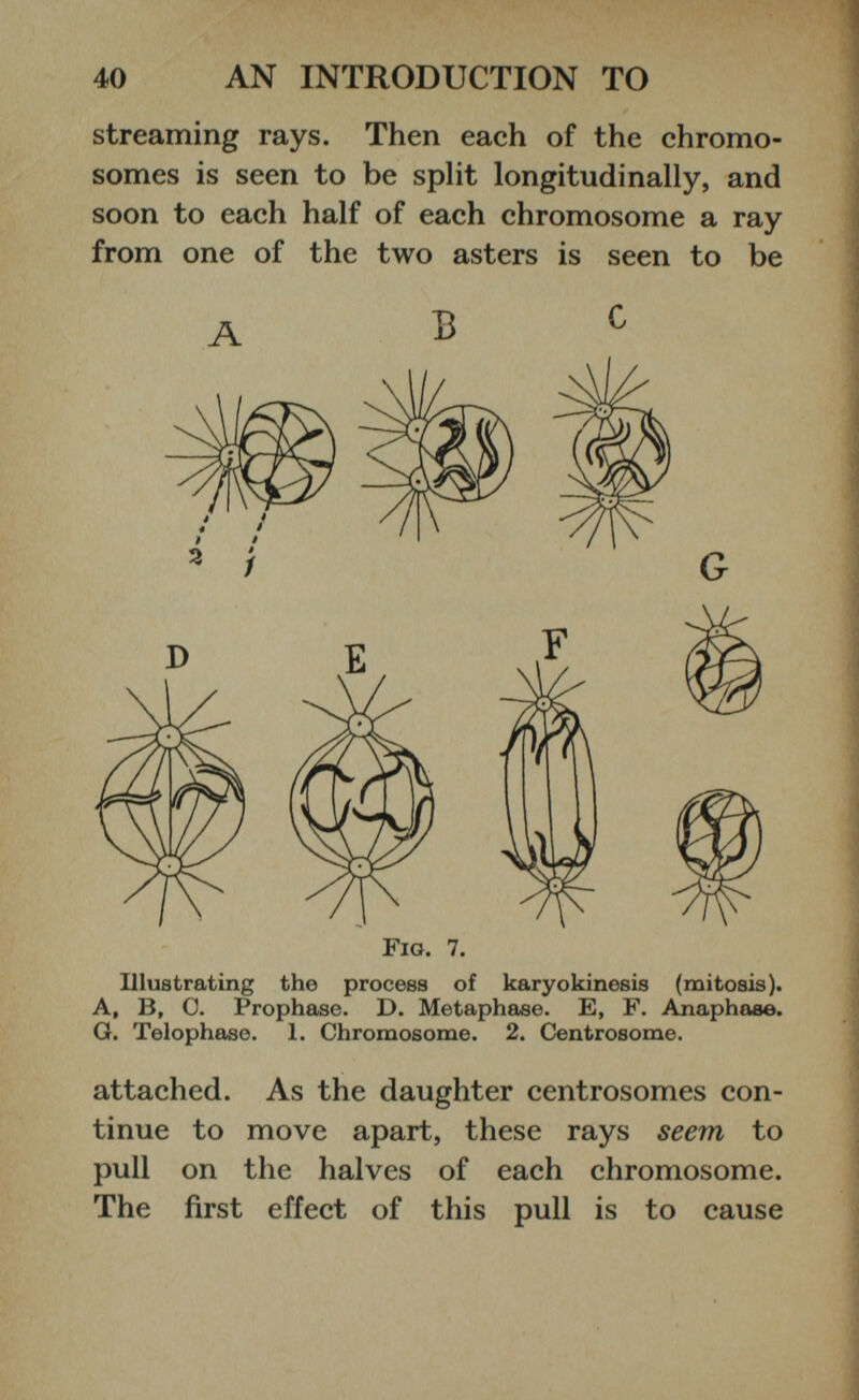 streaming rays. Then each of the chromo somes is seen to be split longitudinally, and soon to each half of each chromosome a ray from one of the two asters is seen to be D Illustrating the process of karyokinesis (mitosis). A, B, 0. Prophase. D. Metaphase. E, F. Ajiaphase. G. Telophase. 1. Chromosome. 2. Centrosome. attached. As the daughter centrosomes con tinue to move apart, these rays seem to pull on the halves of each chromosome. The first effect of this pull is to cause