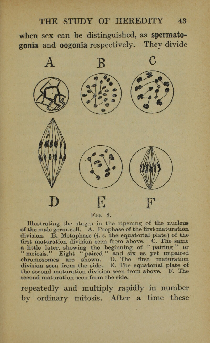 when sex can be distinguished, as spermato gonia and oogonia respectively. They divide Fig. 8. Illustrating the stages in the ripening of the nucleus of the male germ-cell. A. Prophase of the first maturation division. B. Metaphase (i. e. the equatorial plate) of the first maturation division seen from above. C. The same a little later, showing the beginning of “ pairing ” or “ meiosis.” Eight “paired” and six as yet unpaired chromosomes are shown. D. The first maturation division seen from the side. E. The equatorial plate of the second maturation division seen from above. F. The second maturation seen from the side. repeatedly and multiply rapidly in number by ordinary mitosis. After a time these