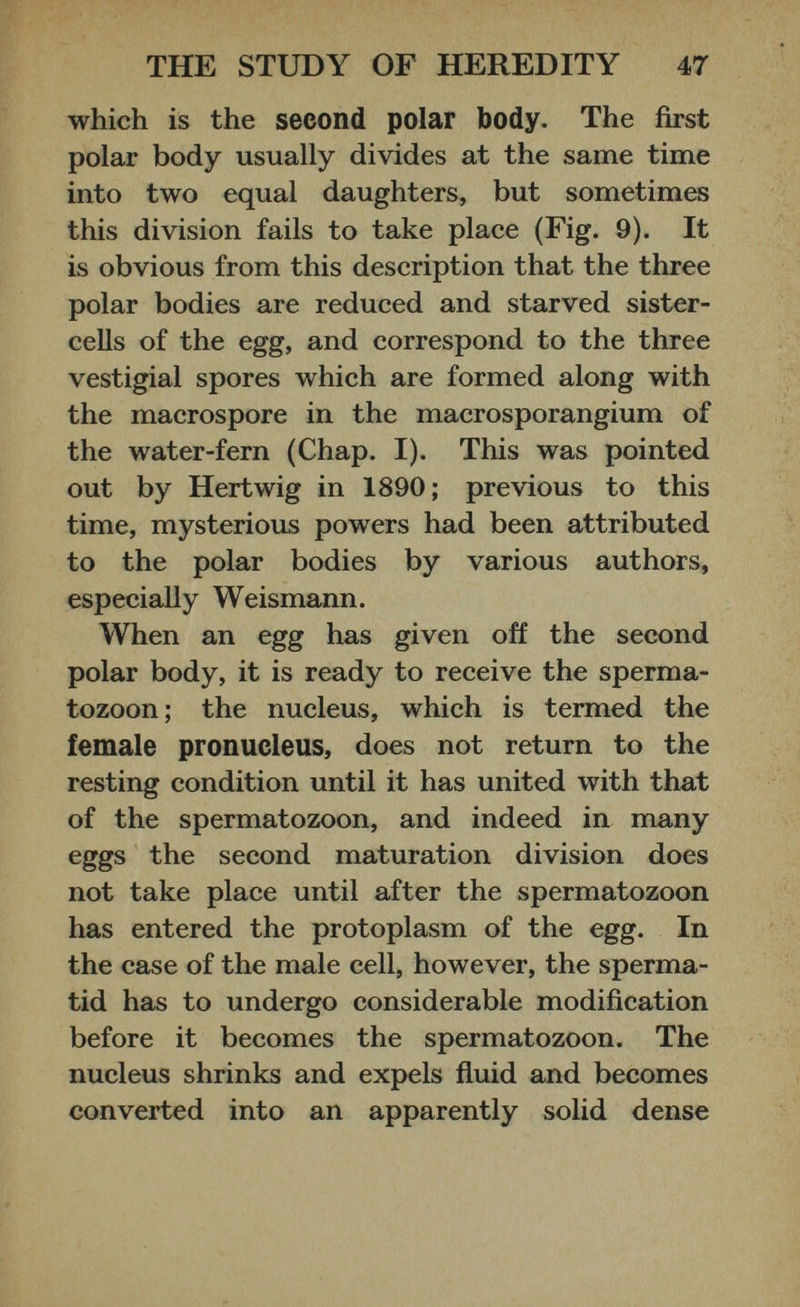 which is the second polar body. The first polar body usually divides at the same time into two equal daughters, but sometimes this division fails to take place (Fig. 9). It is obvious from this description that the three polar bodies are reduced and starved sister- cells of the egg, and correspond to the three vestigial spores which are formed along with the macrospore in the macrosporangium of the water-fern (Chap. I). This was pointed out by Hertwig in 1890; previous to this time, mysterious powers had been attributed to the polar bodies by various authors, especially Weismann. When an egg has given off the second polar body, it is ready to receive the sperma tozoon; the nucleus, which is termed the female pronucleus, does not return to the resting condition until it has united with that of the spermatozoon, and indeed in many eggs the second maturation division does not take place until after the spermatozoon has entered the protoplasm of the egg. In the case of the male cell, however, the sperma tid has to undergo considerable modification before it becomes the spermatozoon. The nucleus shrinks and expels fluid and becomes converted into an apparently solid dense