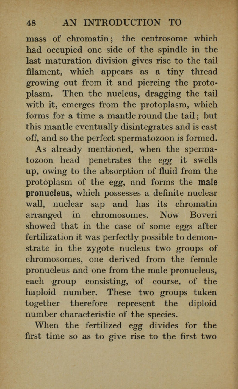 mass of chromatin; the centrosome which had occupied one side of the spindle in the last maturation division gives rise to the tail filament, which appears as a tiny thread growing out from it and piercing the proto plasm. Then the nucleus, dragging the tail with it, emerges from the protoplasm, which forms for a time a mantle round the tail ; but this mantle eventually disintegrates and is cast off, and so the perfect spermatozoon is formed. As already mentioned, when the sperma tozoon head penetrates the egg it swells up, owing to the absorption of fluid from the protoplasm of the egg, and forms the male pronucleus, which possesses a definite nuclear wall, nuclear sap and has its chromatin arranged in chromosomes. Now Boveri showed that in the case of some eggs after fertilization it was perfectly possible to demon strate in the zygote nucleus two groups of chromosomes, one derived from the female pronucleus and one from the male pronucleus, each group consisting, of course, of the haploid number. These two groups taken together therefore represent the diploid number characteristic of the species. When the fertilized egg divides for the first time so as to give rise to the first two
