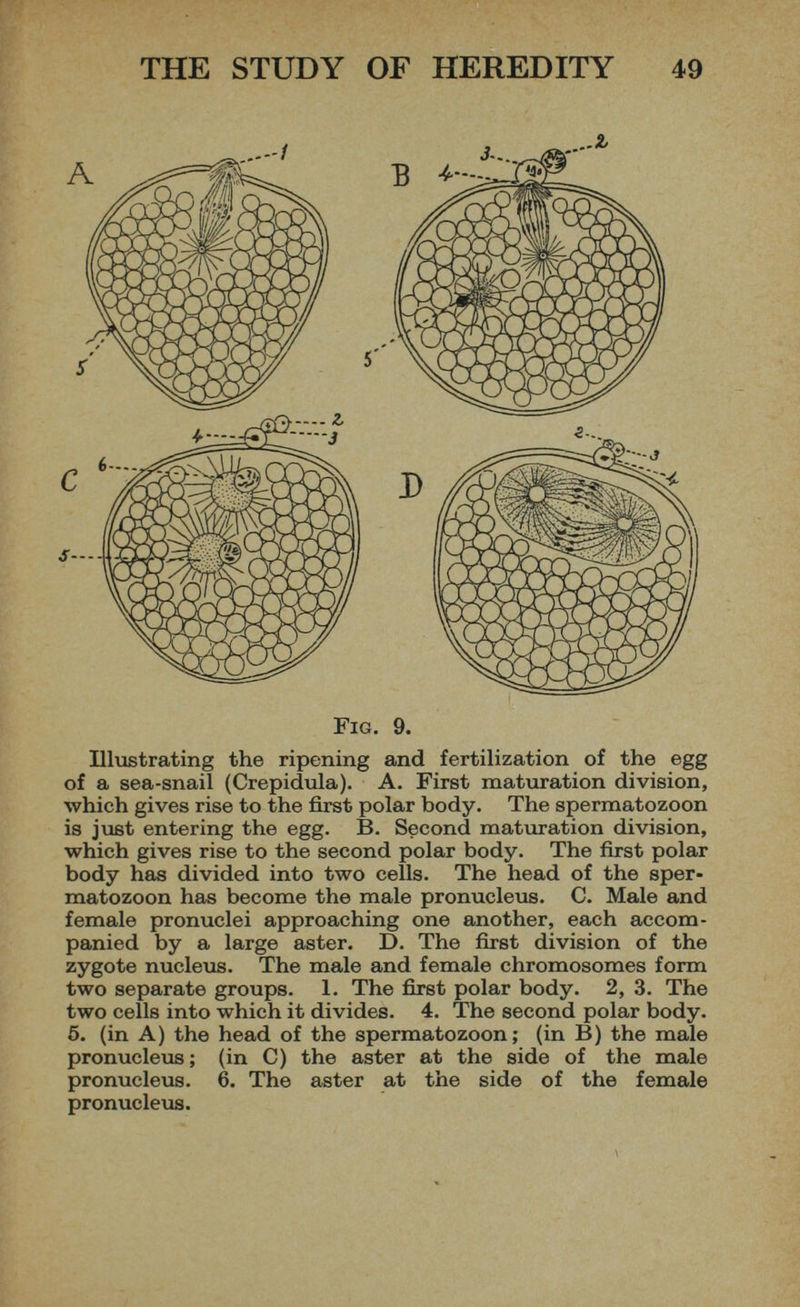 Fig. 9. Illustrating the ripening and fertilization of the egg of a sea-snail (Crepidula). A. First maturation division, which gives rise to the first polar body. The spermatozoon is just entering the egg. B. Second maturation division, which gives rise to the second polar body. The first polar body has divided into two cells. The head of the sper matozoon has become the male pronucleus. C. Male and female pronuclei approaching one another, each accom panied by a large aster. D. The first division of the zygote nucleus. The male and female chromosomes form two separate groups. 1. The first polar body. 2, 3. The two cells into which it divides. 4. The second polar body. 5. (in A) the head of the spermatozoon; (in B) the male pronucleus ; (in C) the aster at the side of the male pronucleus. 6. The aster at the side of the female pronucleus.