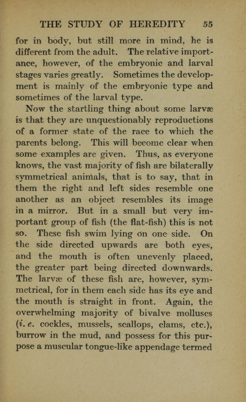 for in body, but still more in mind, he is different from the adult. The relative import ance, however, of the embryonic and larval stages varies greatly. Sometimes the develop ment is mainly of the embryonic type and sometimes of the larval type. Now the startling thing about some larvae is that they are unquestionably reproductions of a former state of the race to which the parents belong. This will become clear when some examples are given. Thus, as everyone knows, the vast majority of fish are bilaterally symmetrical animals, that is to say, that in them the right and left sides resemble one another as an object resembles its image in a mirror. But in a small but very im portant group of fish (the flat-fish) this is not so. These fish swim lying on one side. On the side directed upwards are both eyes, and the mouth is often unevenly placed, the greater part being directed downwards. The larvae of these fish are, however, sym metrical, for in them each side has its eye and the mouth is straight in front. Again, the overwhelming majority of bivalve molluscs (i. e . cockles, mussels, scallops, clams, etc.), burrow in the mud, and possess for this pur pose a muscular tongue-like appendage termed