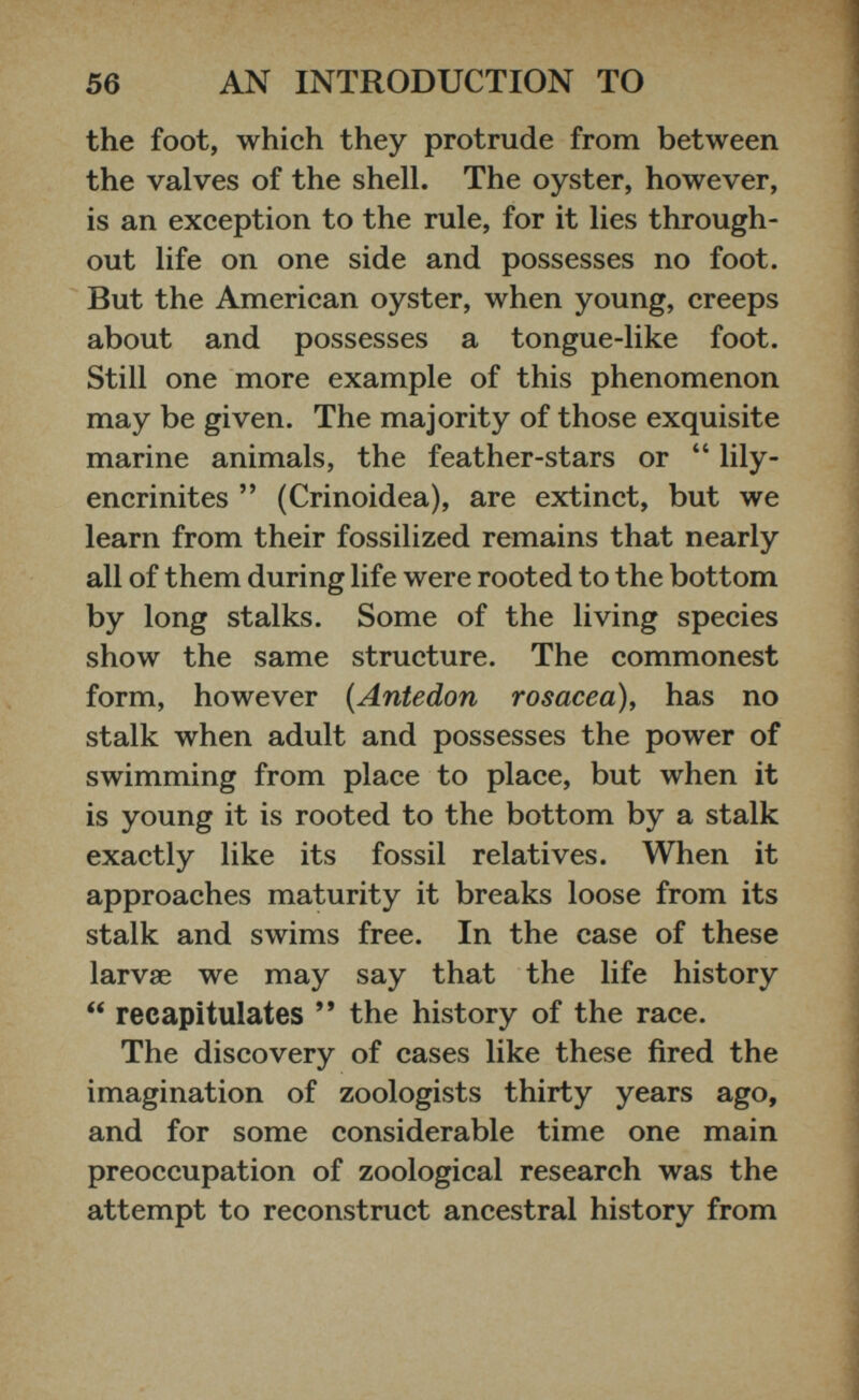 the foot, which they protrude from between the valves of the shell. The oyster, however, is an exception to the rule, for it lies through out life on one side and possesses no foot. But the American oyster, when young, creeps about and possesses a tongue-like foot. Still one more example of this phenomenon may be given. The majority of those exquisite marine animals, the feather-stars or “ lily- encrinites ” (Crinoidea), are extinct, but we learn from their fossilized remains that nearly all of them during life were rooted to the bottom by long stalks. Some of the living species show the same structure. The commonest form, however (Antedon rosacea), has no stalk when adult and possesses the power of swimming from place to place, but when it is young it is rooted to the bottom by a stalk exactly like its fossil relatives. When it approaches maturity it breaks loose from its stalk and swims free. In the case of these larvae we may say that the life history “ recapitulates ** the history of the race. The discovery of cases like these fired the imagination of zoologists thirty years ago, and for some considerable time one main preoccupation of zoological research was the attempt to reconstruct ancestral history from