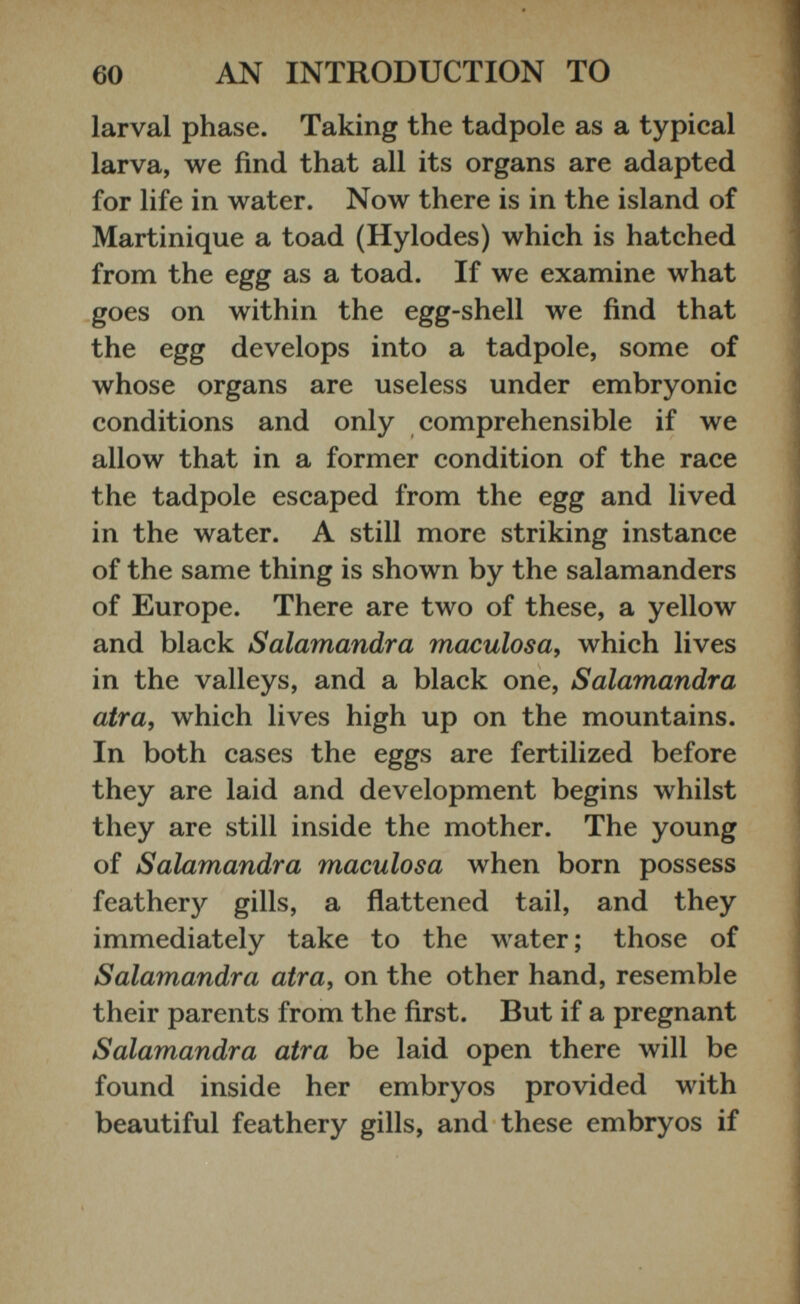 larval phase. Taking the tadpole as a typical larva, we find that all its organs are adapted for life in water. Now there is in the island of Martinique a toad (Hylodes) which is hatched from the egg as a toad. If we examine what goes on within the egg-shell we find that the egg develops into a tadpole, some of whose organs are useless under embryonic conditions and only comprehensible if we allow that in a former condition of the race the tadpole escaped from the egg and lived in the water. A still more striking instance of the same thing is shown by the salamanders of Europe. There are two of these, a yellow and black Salamandra maculosa , which lives in the valleys, and a black one, Salamandra atra, which lives high up on the mountains. In both cases the eggs are fertilized before they are laid and development begins whilst they are still inside the mother. The young of Salamandra maculosa when born possess feathery gills, a flattened tail, and they immediately take to the water; those of Salamandra atra, on the other hand, resemble their parents from the first. But if a pregnant Salamandra atra be laid open there will be found inside her embryos provided with beautiful feathery gills, and these embryos if