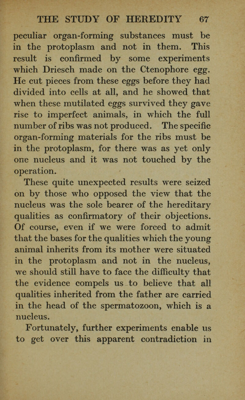 peculiar organ-forming substances must be in the protoplasm and not in them. This result is confirmed by some experiments which Driesch made on the Ctenophore egg. He cut pieces from these eggs before they had divided into cells at all, and he showed that when these mutilated eggs survived they gave rise to imperfect animals, in which the full number of ribs was not produced. The specific organ-forming materials for the ribs must be in the protoplasm, for there was as yet only one nucleus and it was not touched by the operation. These quite unexpected results were seized on by those who opposed the view that the nucleus was the sole bearer of the hereditary qualities as confirmatory of their objections. Of course, even if we were forced to admit that the bases for the qualities which the young animal inherits from its mother were situated in the protoplasm and not in the nucleus, we should still have to face the difficulty that the evidence compels us to believe that all qualities inherited from the father are carried in the head of the spermatozoon, which is a nucleus. Fortunately, further experiments enable us to get over this apparent contradiction in