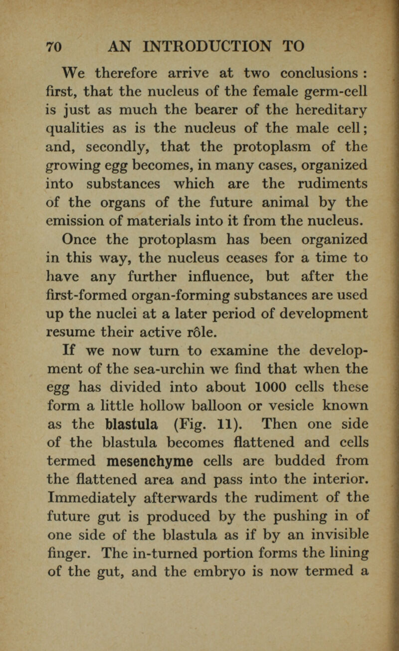 We therefore arrive at two conclusions : first, that the nucleus of the female germ-cell is just as much the bearer of the hereditary qualities as is the nucleus of the male cell; and, secondly, that the protoplasm of the growing egg becomes, in many cases, organized into substances which are the rudiments of the organs of the future animal by the emission of materials into it from the nucleus. Once the protoplasm has been organized in this way, the nucleus ceases for a time to have any further influence, but after the first-formed organ-forming substances are used up the nuclei at a later period of development resume their active role. If we now turn to examine the develop ment of the sea-urchin we find that when the egg has divided into about 1000 cells these form a little hollow balloon or vesicle known as the blastula (Fig. 11). Then one side of the blastula becomes flattened and cells termed mesenchyme cells are budded from the flattened area and pass into the interior. Immediately afterwards the rudiment of the future gut is produced by the pushing in of one side of the blastula as if by an invisible finger. The in-turned portion forms the lining of the gut, and the embryo is now termed a