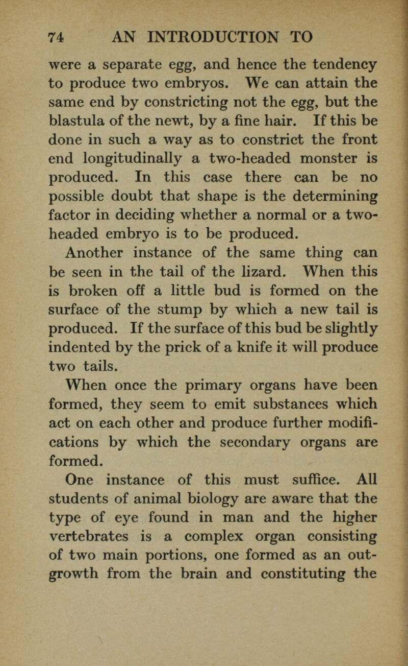 were a separate egg, and hence the tendency to produce two embryos. We can attain the same end by constricting not the egg, but the blastula of the newt, by a fine hair. If this be done in such a way as to constrict the front end longitudinally a two-headed monster is produced. In this case there can be no possible doubt that shape is the determining factor in deciding whether a normal or a two- headed embryo is to be produced. Another instance of the same thing can be seen in the tail of the lizard. When this is broken off a little bud is formed on the surface of the stump by which a new tail is produced. If the surface of this bud be slightly indented by the prick of a knife it will produce two tails. When once the primary organs have been formed, they seem to emit substances which act on each other and produce further modifi cations by which the secondary organs are formed. One instance of this must suffice. All students of animal biology are aware that the type of eye found in man and the higher vertebrates is a complex organ consisting of two main portions, one formed as an out growth from the brain and constituting the