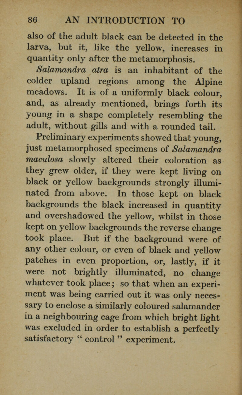 also of the adult black can be detected in the larva, but it, like the yellow, increases in quantity only after the metamorphosis. Salamandra atra is an inhabitant of the colder upland regions among the Alpine meadows. It is of a uniformly black colour, and, as already mentioned, brings forth its young in a shape completely resembling the adult, without gills and with a rounded tail. Preliminary experiments showed that young, just metamorphosed specimens of Salamandra maculosa slowly altered their coloration as they grew older, if they were kept living on black or yellow backgrounds strongly illumi nated from above. In those kept on black backgrounds the black increased in quantity and overshadowed the yellow, whilst in those kept on yellow backgrounds the reverse change took place. But if the background were of any other colour, or even of black and yellow patches in even proportion, or, lastly, if it were not brightly illuminated, no change whatever took place ; so that when an experi ment was being carried out it was only neces sary to enclose a similarly coloured salamander in a neighbouring cage from which bright light was excluded in order to establish a perfectly satisfactory “ control ” experiment.