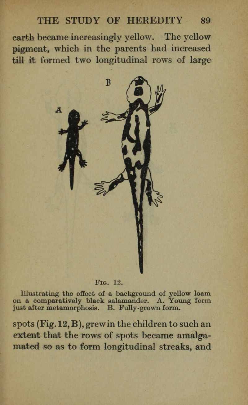 earth became increasingly yellow. The yellow pigment, which in the parents had increased till it formed two longitudinal rows of large Fig. 12. Illustrating the effect of a background of yellow loam on a comparatively black salamander. A. Young form just after metamorphosis. B. Fully-grown form. spots (Fig. 12, B ), grew in the children to such an extent that the rows of spots became amalga mated so as to form longitudinal streaks, and