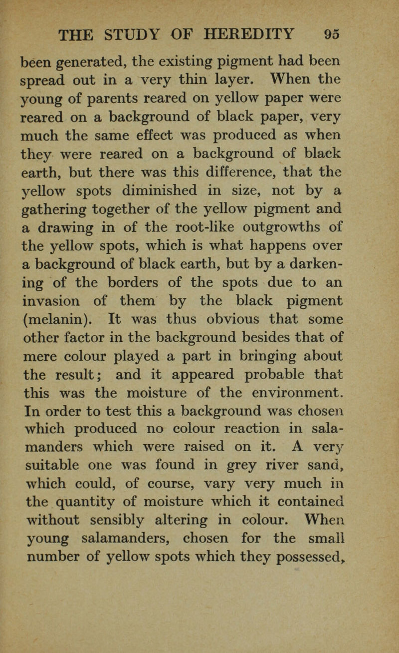 been generated, the existing pigment had been spread out in a very thin layer. When the young of parents reared on yellow paper were reared on a background of black paper, very much the same effect was produced as when they were reared on a background of black earth, but there was this difference, that the yellow spots diminished in size, not by a gathering together of the yellow pigment and a drawing in of the root-like outgrowths of the yellow spots, which is what happens over a background of black earth, but by a darken ing of the borders of the spots due to an invasion of them by the black pigment (melanin). It was thus obvious that some other factor in the background besides that of mere colour played a part in bringing about the result; and it appeared probable that this was the moisture of the environment. In order to test this a background was chosen which produced no colour reaction in sala manders which were raised on it. A very suitable one was found in grey river sand, which could, of course, vary very much in the quantity of moisture which it contained without sensibly altering in colour. When young salamanders, chosen for the small number of yellow spots which they possessed,