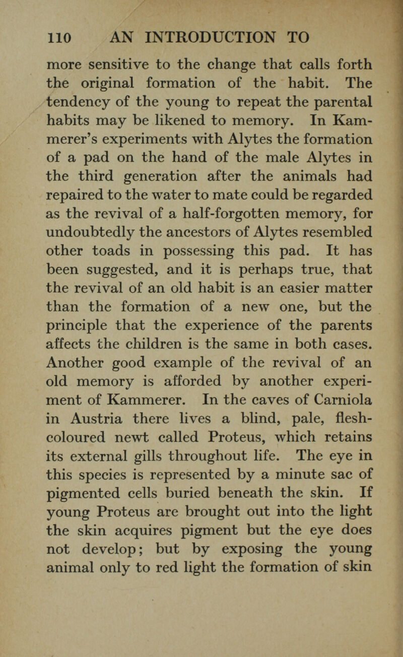 more sensitive to the change that calls forth the original formation of the habit. The tendency of the young to repeat the parental habits may be likened to memory. In Kam- merer’s experiments with Alytes the formation of a pad on the hand of the male Alytes in the third generation after the animals had repaired to the water to mate could be regarded as the revival of a half-forgotten memory, for undoubtedly the ancestors of Alytes resembled other toads in possessing this pad. It has been suggested, and it is perhaps true, that the revival of an old habit is an easier matter than the formation of a new one, but the principle that the experience of the parents affects the children is the same in both cases. Another good example of the revival of an old memory is afforded by another experi ment of Kammerer. In the caves of Carniola in Austria there lives a blind, pale, flesh- coloured newt called Proteus, which retains its external gills throughout life. The eye in this species is represented by a minute sac of pigmented cells buried beneath the skin. If young Proteus are brought out into the light the skin acquires pigment but the eye does not develop; but by exposing the young animal only to red light the formation of skin