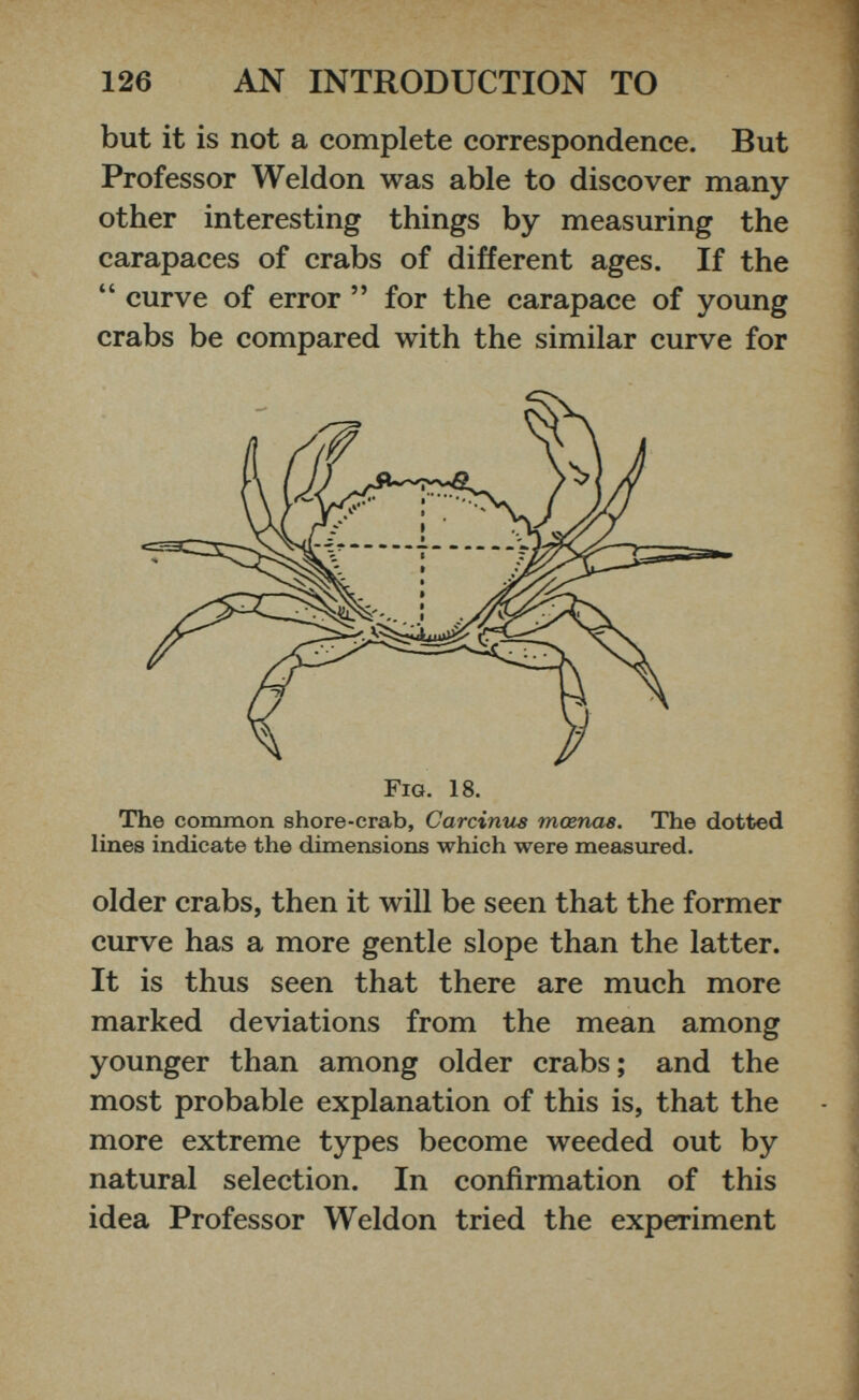 but it is not a complete correspondence. But Professor Weldon was able to discover many other interesting things by measuring the carapaces of crabs of different ages. If the “ curve of error ” for the carapace of young crabs be compared with the similar curve for The common shore-crab, Carcinus mcenas. The dotted lines indicate the dimensions which were measured. older crabs, then it will be seen that the former curve has a more gentle slope than the latter. It is thus seen that there are much more marked deviations from the mean among younger than among older crabs; and the most probable explanation of this is, that the more extreme types become weeded out by natural selection. In confirmation of this idea Professor Weldon tried the experiment