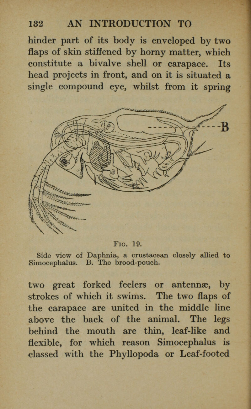 hinder part of its body is enveloped by two flaps of skin stiffened by horny matter, which constitute a bivalve shell or carapace. Its head projects in front, and on it is situated a single compound eye, whilst from it spring Fig. 19. Side view of Daphnia, a crustacean closely allied to Simocephalus. B. The brood-pouch. two great forked feelers or antennae, by strokes of which it swims. The two flaps of the carapace are united in the middle line above the back of the animal. The legs behind the mouth are thin, leaf-like and flexible, for which reason Simocephalus is classed with the Phyllopoda or Leaf-footed