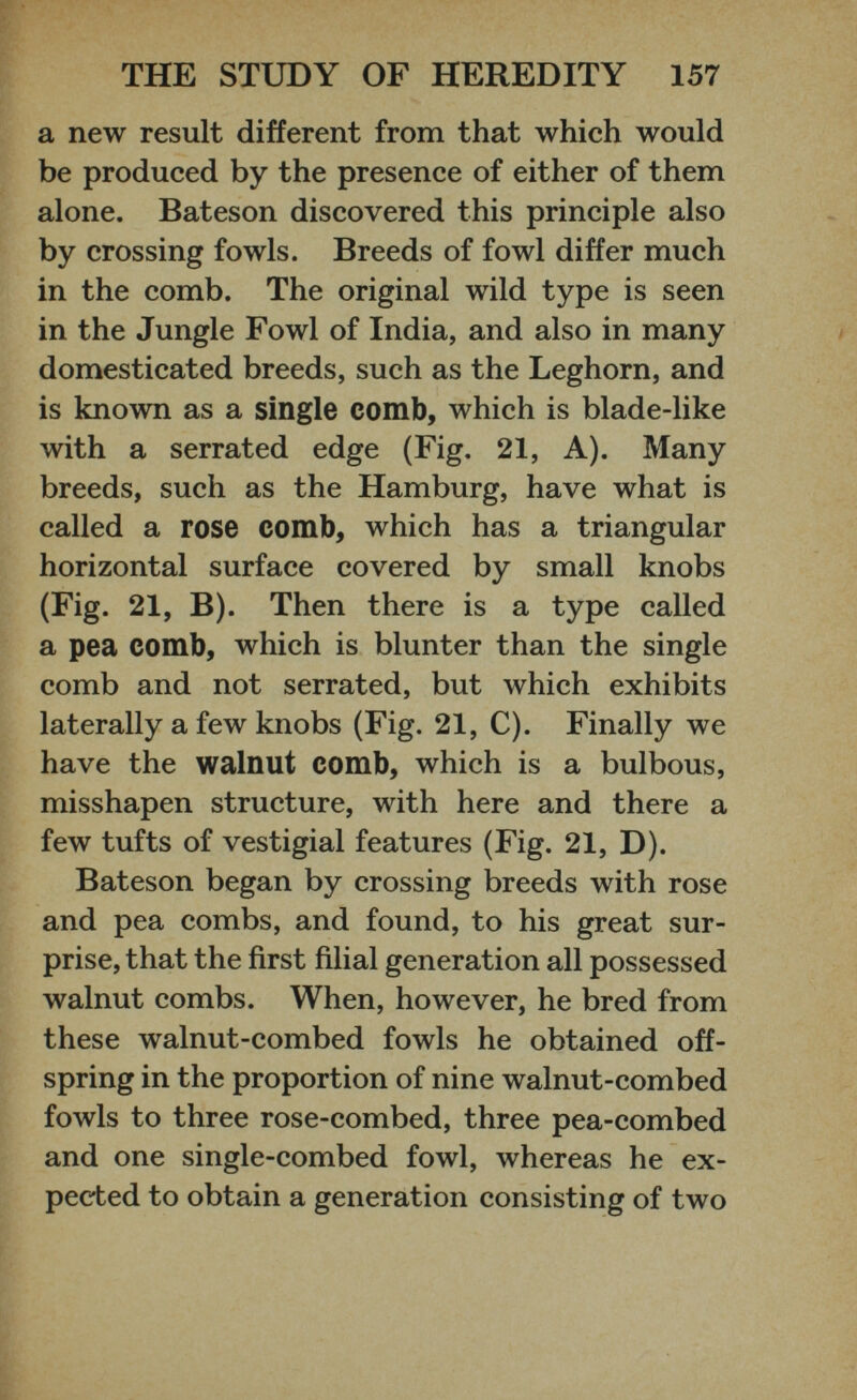 a new result different from that which would be produced by the presence of either of them alone. Bateson discovered this principle also by crossing fowls. Breeds of fowl differ much in the comb. The original wild type is seen in the Jungle Fowl of India, and also in many domesticated breeds, such as the Leghorn, and is known as a single comb, which is blade-like with a serrated edge (Fig. 21, A). Many breeds, such as the Hamburg, have what is called a rose comb, which has a triangular horizontal surface covered by small knobs (Fig. 21, B). Then there is a type called a pea comb, which is blunter than the single comb and not serrated, but which exhibits laterally a few knobs (Fig. 21, C). Finally we have the walnut comb, which is a bulbous, misshapen structure, with here and there a few tufts of vestigial features (Fig. 21, D). Bateson began by crossing breeds with rose and pea combs, and found, to his great sur prise, that the first filial generation all possessed walnut combs. When, however, he bred from these walnut-combed fowls he obtained off spring in the proportion of nine walnut-combed fowls to three rose-combed, three pea-combed and one single-combed fowl, whereas he ex pected to obtain a generation consisting of two