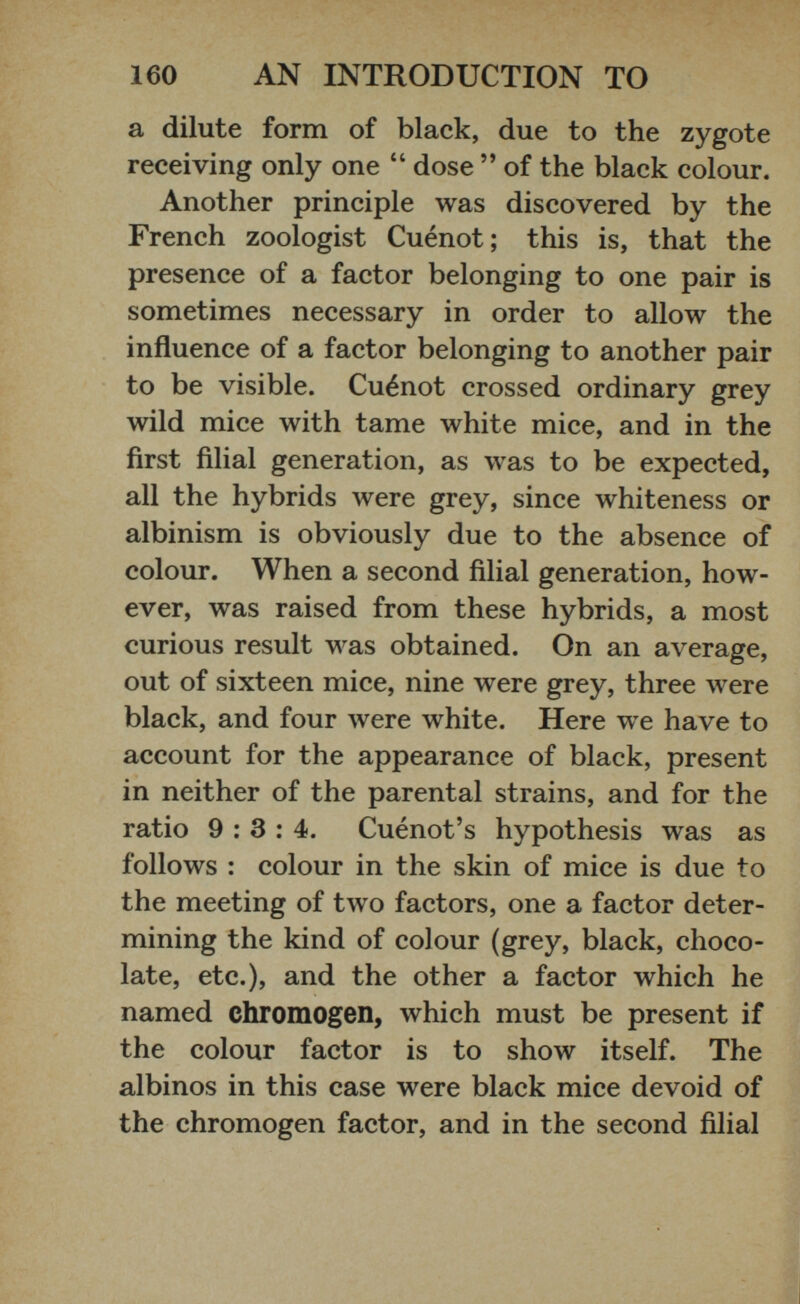 a dilute form of black, due to the zygote receiving only one “ dose ” of the black colour. Another principle was discovered by the French zoologist Cuenot; this is, that the presence of a factor belonging to one pair is sometimes necessary in order to allow the influence of a factor belonging to another pair to be visible. Cuenot crossed ordinary grey wild mice with tame white mice, and in the first filial generation, as was to be expected, all the hybrids were grey, since whiteness or albinism is obviously due to the absence of colour. When a second filial generation, how ever, was raised from these hybrids, a most curious result was obtained. On an average, out of sixteen mice, nine were grey, three were black, and four were white. Here we have to account for the appearance of black, present in neither of the parental strains, and for the ratio 9:3:4. Cuenot’s hypothesis was as follows : colour in the skin of mice is due to the meeting of two factors, one a factor deter mining the kind of colour (grey, black, choco late, etc.), and the other a factor which he named chromogen, which must be present if the colour factor is to show itself. The albinos in this case were black mice devoid of the chromogen factor, and in the second filial