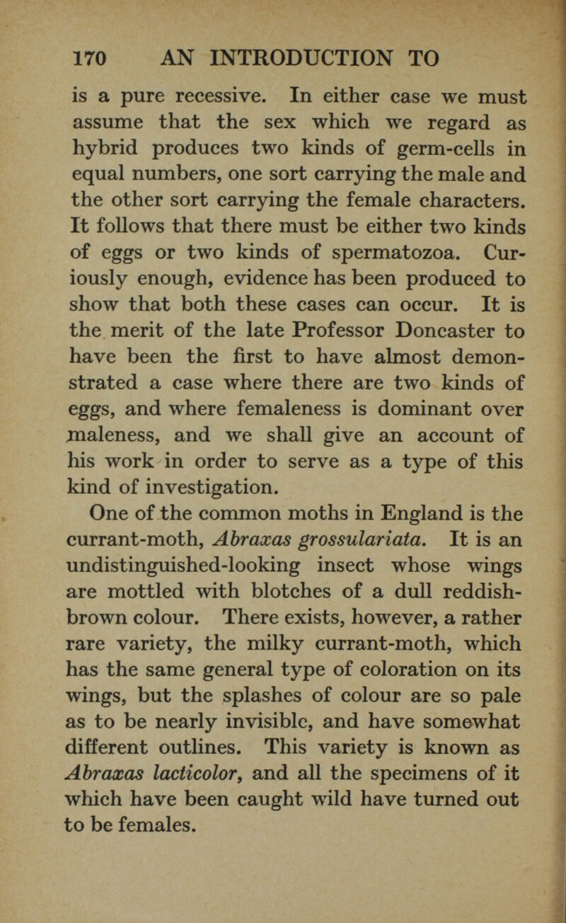 is a pure recessive. In either case we must assume that the sex which we regard as hybrid produces two kinds of germ-cells in equal numbers, one sort carrying the male and the other sort carrying the female characters. It follows that there must be either two kinds of eggs or two kinds of spermatozoa. Cur iously enough, evidence has been produced to show that both these cases can occur. It is the merit of the late Professor Doncaster to have been the first to have almost demon strated a case where there are two kinds of eggs, and where femaleness is dominant over maleness, and we shall give an account of his work in order to serve as a type of this kind of investigation. One of the common moths in England is the currant-moth, Abraxas grossulariata. It is an undistinguished-looking insect whose wings are mottled with blotches of a dull reddish- brown colour. There exists, however, a rather rare variety, the milky currant-moth, which has the same general type of coloration on its wings, but the splashes of colour are so pale as to be nearly invisible, and have somewhat different outlines. This variety is known as Abraxas lacticolor, and all the specimens of it which have been caught wild have turned out to be females.