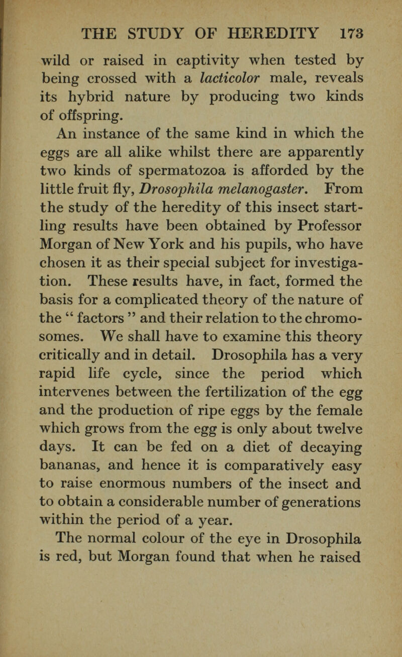 wild or raised in captivity when tested by being crossed with a lacticolor male, reveals its hybrid nature by producing two kinds of offspring. An instance of the same kind in which the eggs are all alike whilst there are apparently two kinds of spermatozoa is afforded by the little fruit fly, Drosophila melanogaster. From the study of the heredity of this insect start ling results have been obtained by Professor Morgan of New York and his pupils, who have chosen it as their special subject for investiga tion. These results have, in fact, formed the basis for a complicated theory of the nature of the “ factors ” and their relation to the chromo somes. We shall have to examine this theory critically and in detail. Drosophila has a very rapid life cycle, since the period which intervenes between the fertilization of the egg and the production of ripe eggs by the female which grows from the egg is only about twelve days. It can be fed on a diet of decaying bananas, and hence it is comparatively easy to raise enormous numbers of the insect and to obtain a considerable number of generations within the period of a year. The normal colour of the eye in Drosophila is red, but Morgan found that when he raised