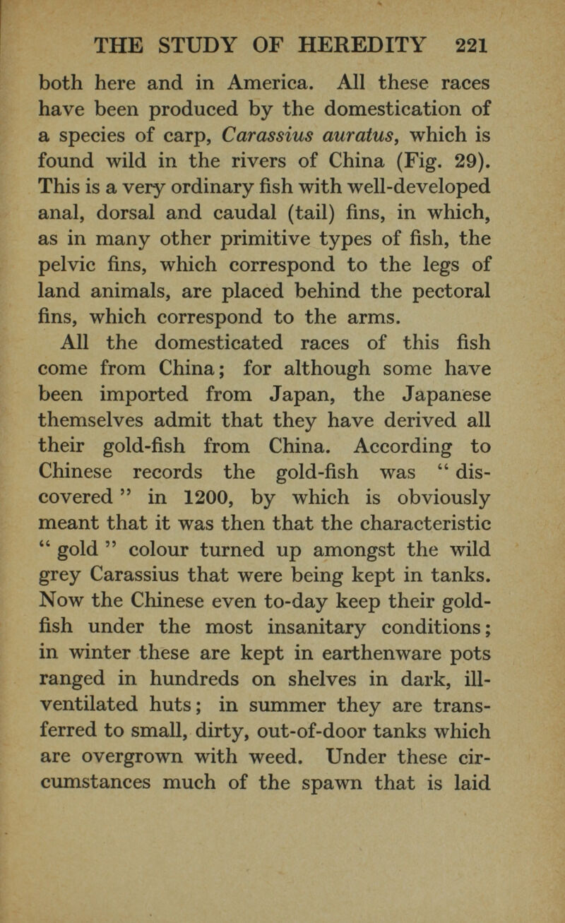 both here and in America. All these races have been produced by the domestication of a species of carp, Carassius auratus, which is found wild in the rivers of China (Fig. 29). This is a very ordinary fish with well-developed anal, dorsal and caudal (tail) fins, in which, as in many other primitive types of fish, the pelvic fins, which correspond to the legs of land animals, are placed behind the pectoral fins, which correspond to the arms. All the domesticated races of this fish come from China; for although some have been imported from Japan, the Japanese themselves admit that they have derived all their gold-fish from China. According to Chinese records the gold-fish was “ dis covered ” in 1200, by which is obviously meant that it was then that the characteristic “ gold ” colour turned up amongst the wild grey Carassius that were being kept in tanks. Now the Chinese even to-day keep their gold fish under the most insanitary conditions; in winter these are kept in earthenware pots ranged in hundreds on shelves in dark, ill- ventilated huts; in summer they are trans ferred to small, dirty, out-of-door tanks which are overgrown with weed. Under these cir cumstances much of the spawn that is laid