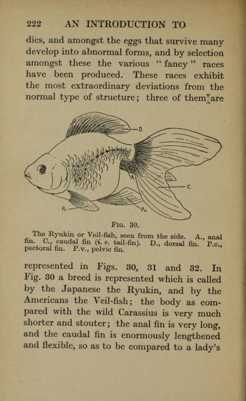 dies, and amongst the eggs that survive many develop into abnormal forms, and by selection amongst these the various “ fancy ” races have been produced. These races exhibit the most extraordinary deviations from the normal type of structure; three of thenrare The Ryukin or Veil-fish, seen from the side. A., anal fin. C., caudal fin ( i . e. tail-fin). D., dorsal fin. P.c., pectoral fin. P.v., pelvic fin. represented in Figs. 30, 31 and 32. In Fig. 30 a breed is represented which is called by the Japanese the Ryukin, and by the Americans the Veil-fish; the body as com pared with the wild Carassius is very much shorter and stouter; the anal fin is very long, and the caudal fin is enormously lengthened and flexible, so as to be compared to a lady’s