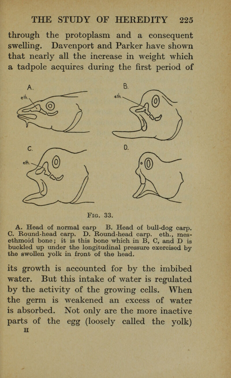 through the protoplasm and a consequent swelling. Davenport and Parker have shown that nearly all the increase in weight which a tadpole acquires during the first period of A B. A. Head of normal carp B. Head of bull-dog carp. C. Round-head carp. D. Round-head carp, eth., mes- ethmoid bone; it is this bone which in B, C, and D is buckled up under the longitudinal pressure exercised by the swollen yolk in front of the head. its growth is accounted for by the imbibed water. But this intake of water is regulated by the activity of the growing cells. When the germ is weakened an excess of water is absorbed. Not only are the more inactive parts of the egg (loosely called the yolk) H