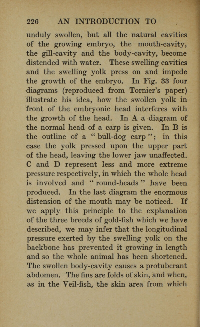 unduly swollen, but all the natural cavities of the growing embryo, the mouth-cavity, the gill-cavity and the body-cavity, become distended with water. These swelling cavities and the swelling yolk press on and impede the growth of the embryo. In Fig. 33 four diagrams (reproduced from Tornier’s paper) illustrate his idea, how the swollen yolk in front of the embryonic head interferes with the growth of the head. In A a diagram of the normal head of a carp is given. In B is the outline of a “ bull-dog carp ”; in this case the yolk pressed upon the upper part of the head, leaving the lower jaw unaffected. C and D represent less and more extreme pressure respectively, in which the whole head is involved and “ round-heads ” have been produced. In the last diagram the enormous distension of the mouth may be noticed. If we apply this principle to the explanation of the three breeds of gold-fish which we have described, we may infer that the longitudinal pressure exerted by the swelling yolk on the backbone has prevented it growing in length and so the whole animal has been shortened. The swollen body-cavity causes a protuberant abdomen. The fins are folds of skin, and when, as in the Veil-fish, the skin area from which