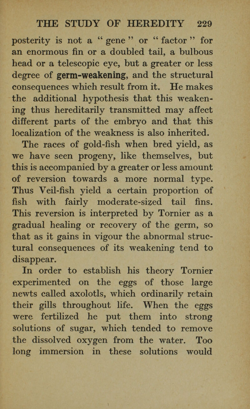 posterity is not a “ gene ” or “ factor ” for an enormous fin or a doubled tail, a bulbous head or a telescopic eye, but a greater or less degree of germ-weakening, and the structural consequences which result from it. He makes the additional hypothesis that this weaken ing thus hereditarily transmitted may affect different parts of the embryo and that this localization of the weakness is also inherited. The races of gold-fish when bred yield, as we have seen progeny, like themselves, but this is accompanied by a greater or less amount of reversion towards a more normal type. Thus Veil-fish yield a certain proportion of fish with fairly moderate-sized tail fins. This reversion is interpreted by Tornier as a gradual healing or recovery of the germ, so that as it gains in vigour the abnormal struc tural consequences of its weakening tend to disappear. In order to establish his theory Tornier experimented on the eggs of those large newts called axolotls, which ordinarily retain their gills throughout life. When the eggs were fertilized he put them into strong solutions of sugar, which tended to remove the dissolved oxygen from the water. Too long immersion in these solutions would