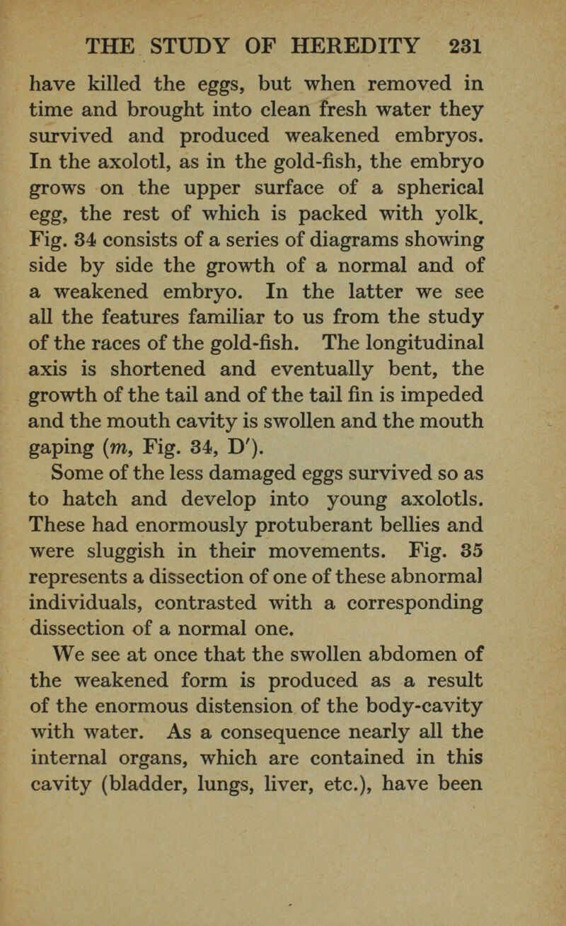 have killed the eggs, but when removed in time and brought into clean fresh water they survived and produced weakened embryos. In the axolotl, as in the gold-fish, the embryo grows on the upper surface of a spherical egg, the rest of which is packed with yolk. Fig. 34 consists of a series of diagrams showing side by side the growth of a normal and of a weakened embryo. In the latter we see all the features familiar to us from the study of the races of the gold-fish. The longitudinal axis is shortened and eventually bent, the growth of the tail and of the tail fin is impeded and the mouth cavity is swollen and the mouth gaping (m, Fig. 34, D'). Some of the less damaged eggs survived so as to hatch and develop into young axolotls. These had enormously protuberant bellies and were sluggish in their movements. Fig. 35 represents a dissection of one of these abnormal individuals, contrasted with a corresponding dissection of a normal one. We see at once that the swollen abdomen of the weakened form is produced as a result of the enormous distension of the body-cavity with water. As a consequence nearly all the internal organs, which are contained in this cavity (bladder, lungs, liver, etc.), have been