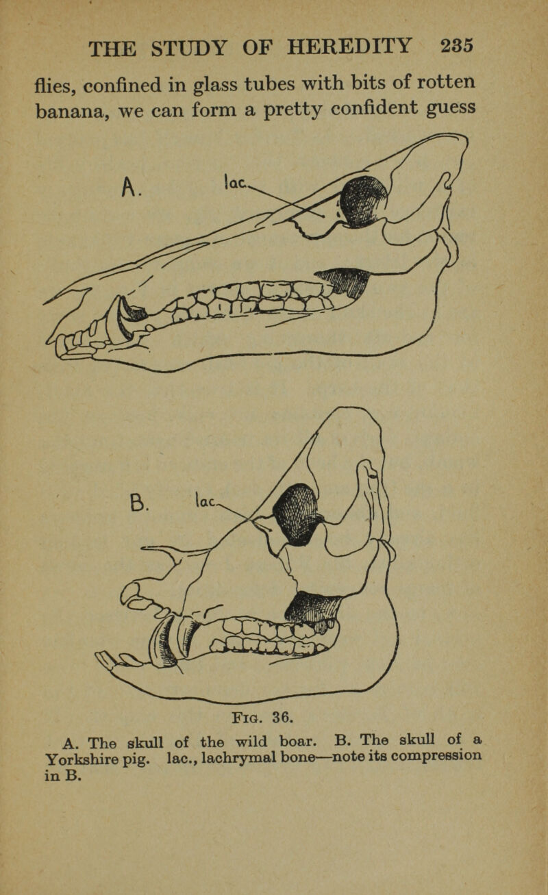 flies, confined in glass tubes with bits of rotten banana, we can form a pretty confident guess Fig. 36. A. The skull of the wild boar. B. The skull of a Yorkshire pig. lac., lachrymal bone—note its compression in B.