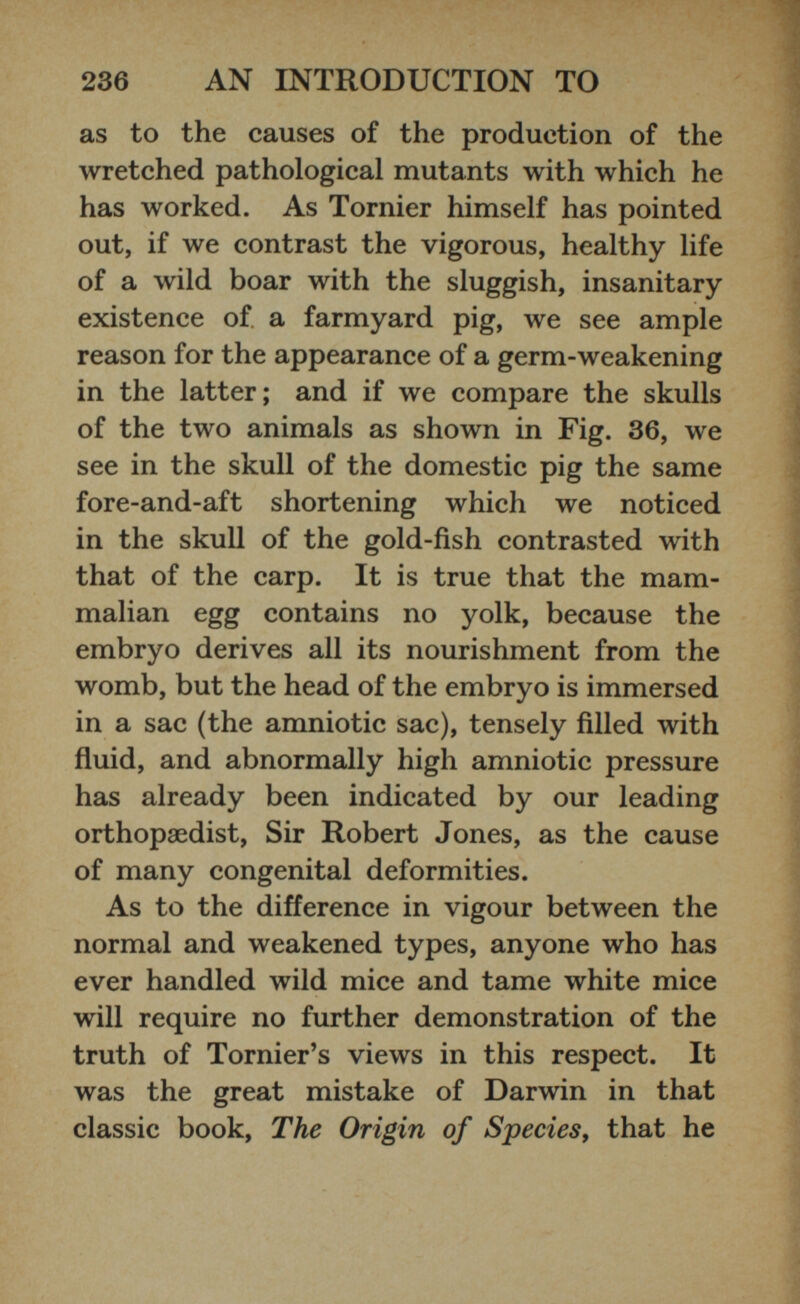 as to the causes of the production of the wretched pathological mutants with which he has worked. As Tornier himself has pointed out, if we contrast the vigorous, healthy life of a wild boar with the sluggish, insanitary existence of. a farmyard pig, we see ample reason for the appearance of a germ-weakening in the latter; and if we compare the skulls of the two animals as shown in Fig. 36, we see in the skull of the domestic pig the same fore-and-aft shortening which we noticed in the skull of the gold-fish contrasted with that of the carp. It is true that the mam malian egg contains no yolk, because the embryo derives all its nourishment from the womb, but the head of the embryo is immersed in a sac (the amniotic sac), tensely filled with fluid, and abnormally high amniotic pressure has already been indicated by our leading orthopaedist, Sir Robert Jones, as the cause of many congenital deformities. As to the difference in vigour between the normal and weakened types, anyone who has ever handled wild mice and tame white mice will require no further demonstration of the truth of Tornier’s views in this respect. It was the great mistake of Darwin in that classic book, The Origin of Species, that he