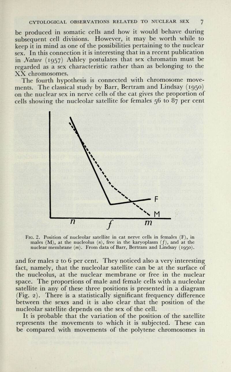 CYTOLOGICAL OBSERVATIONS RELATED TO NUCLEAR SEX 7 be produced in somatic cells and how it would behave during subsequent cell divisions. However, it may be worth while to keep it in mind as one of the possibiUties pertaining to the nuclear sex. In this connection it is interesting that in a recent publication in Nature (1957) Ashley postulates that sex chromatin must be regarded as a sex characteristic rather than as belonging to the XX chromosomes. The fourth hypothesis is connected with chromosome move¬ ments. The classical study by Barr, Bertram and Lindsay (1950) on the nuclear sex in nerve cells of the cat gives the proportion of cells showing the nucleolar satellite for females 56 to 87 per cent Fig. 2. Position of nucleolar satellite in cat nerve cells in females (F), in males (M), at the nucleolus {n), free in the karyoplasm (/), and at the nuclear membrane (w). From data of Barr, Bertram and Lindsay (1950). and for males 2 to 6 per cent. They noticed also a very interesting fact, namely, that the nucleolar satellite can be at the surface of the nucleolus, at the nuclear membrane or free in the nuclear space. The proportions of male and female cells with a nucleolar satellite in any of these three positions is presented in a diagram (Fig. 2). There is a statistically significant frequency difference between the sexes and it is also clear that the position of the nucleolar satellite depends on the sex of the cell. It is probable that the variation of the position of the satellite represents the movements to which it is subjected. These can be compared with movements of the polytene chromosomes in