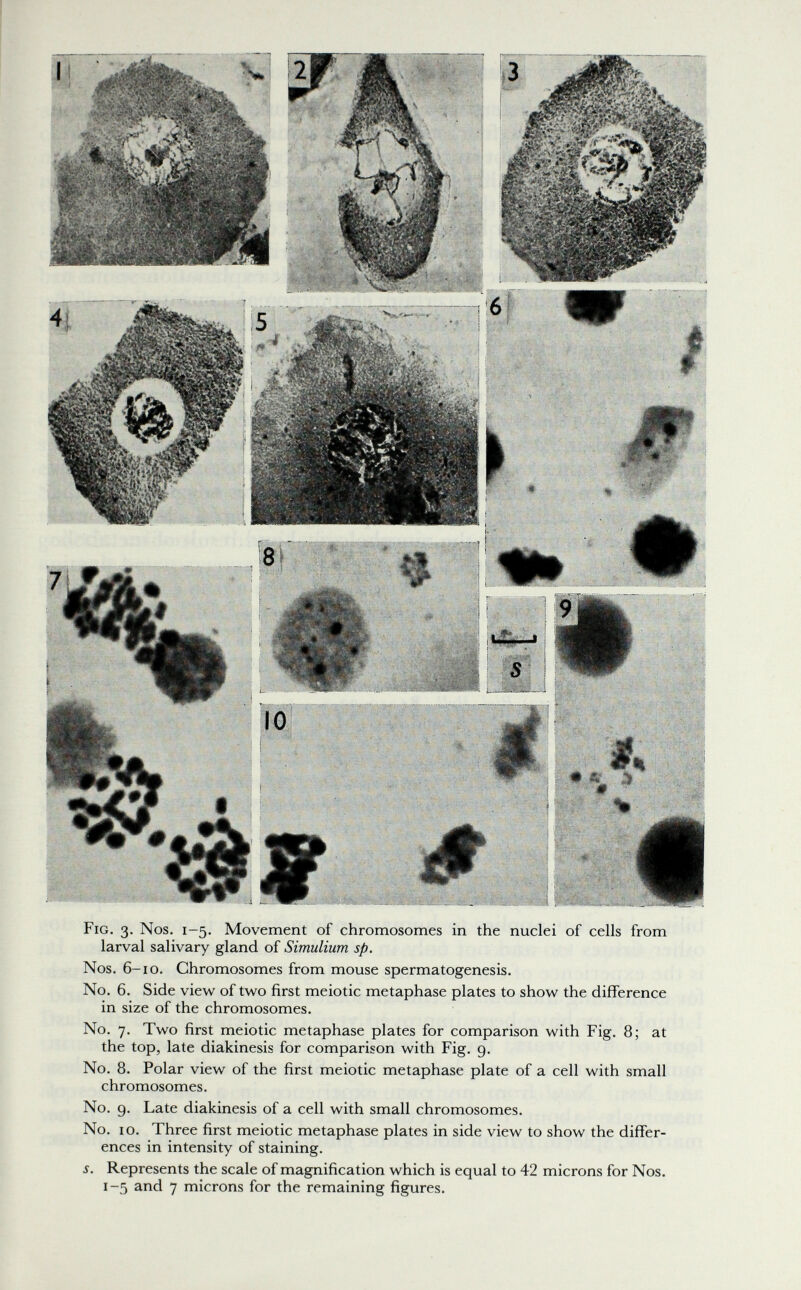 Fig. 3. Nos. 1-5. Movement of chromosomes in the nuclei of cells from larval salivary gland of Simulium sp. Nos. 6-10. Chromosomes from mouse spermatogenesis. No. 6. Side view of two first meiotic metaphase plates to show the difference in size of the chromosomes. No. 7. Two first meiotic metaphase plates for comparison with Fig. 8; at the top, late diakinesis for comparison with Fig. 9. No. 8. Polar view of the first meiotic metaphase plate of a cell with small chromosomes. No. 9. Late diakinesis of a cell with small chromosomes. No. 10. Three first meiotic metaphase plates in side view to show the differ¬ ences in intensity of staining. s. Represents the scale of magnification which is equal to 42 microns for Nos. 1-5 and 7 microns for the remaining figures.