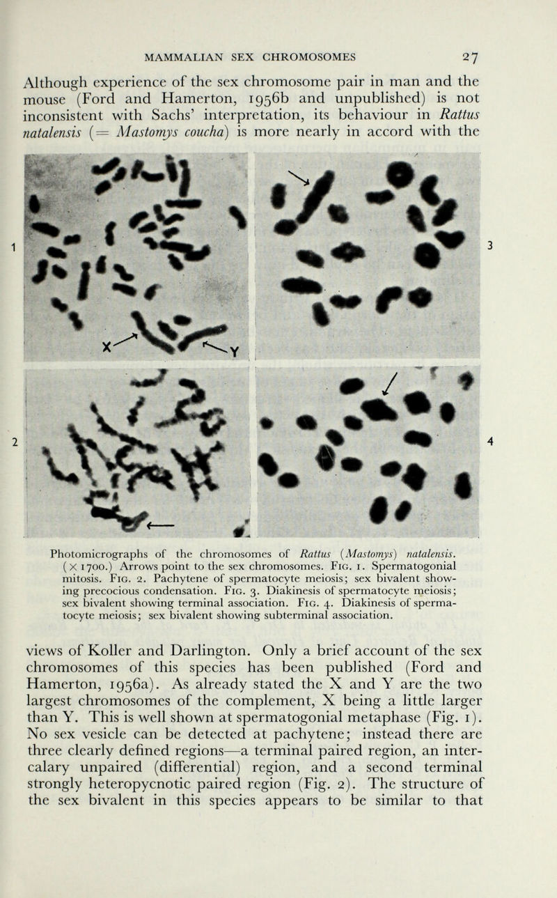 MAMMALIAN SEX CHROMOSOMES 27 Although experience of the sex chromosome pair in man and the mouse (Ford and Hamerton, 1956b and unpubHshed) is not inconsistent with Sachs' interpretation, its behaviour in Rattus natalensis (= Mastomys coucha) is more nearly in accord with the Ht- ■î N ^ Í ? ш m л» % у w Ш J ^ m- t Мм i# Photomicrographs of the chromosomes of Rattus {Mastomys) natalensis. (x 1700.) Arrows point to the sex chromosomes. Fig. i. Spermatogonia! mitosis. Fig. 2. Pachytene of spermatocyte meiosis; sex bivalent show¬ ing precocious condensation. Fig. 3. Diakinesis of spermatocyte meiosis; sex bivalent showing terminal association. Fig. 4. Diakinesis of sperma¬ tocyte meiosis; sex bivalent showing subterminal association. views of Koller and Darlington. Only a brief account of the sex chromosomes of this species has been published (Ford and Hamerton, 1956a). As already stated the X and Y are the two largest chromosomes of the complement, X being a little larger than Y. This is well shown at spermatogonial metaphase (Fig. i). No sex vesicle can be detected at pachytene; instead there are three clearly defined regions—a terminal paired region, an inter¬ calary unpaired (differential) region, and a second terminal strongly heteropycnotic paired region (Fig. 2). The structure of the sex bivalent in this species appears to be similar to that