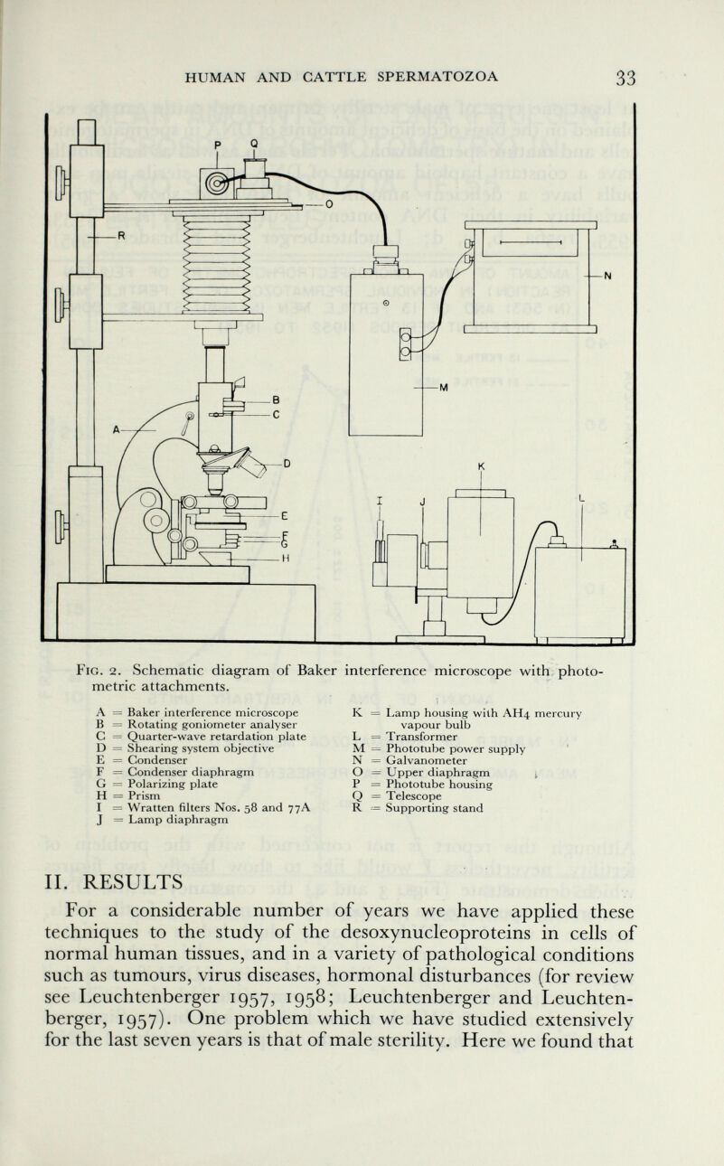 HUMAN AND CATTLE SPERMATOZOA 33 Fig. 2. Schematic diagram of Baker interference microscope with photo¬ metric attachments. A = Baker interference microscope К = В = Rotating goniometer analyser G = Quarter-wave retardation plate L = D = Shearing system objective M = E = Condenser N = F = Condenser diaphragm О G = Polarizing plate P H = Prism Q I = Wratten filters Nos. 58 and 77A R J = Lamp diaphragm Lamp housing with AH4 mercury vapour bulb = Transformer = Phototube power supply ' = Galvanometer = Upper diaphragm i = Phototube housing = Telescope = Supporting stand IL RESULTS For a considerable number of years we have applied these techniques to the study of the desoxynucleoproteins in cells of normal human tissues, and in a variety of pathological conditions such as tumours, virus diseases, hormonal disturbances (for review see Leuchtenberger 1957, 1958; Leuchtenberger and Leuchten- berger, 1957). One problem which we have studied extensively for the last seven years is that of male sterility. Here we found that