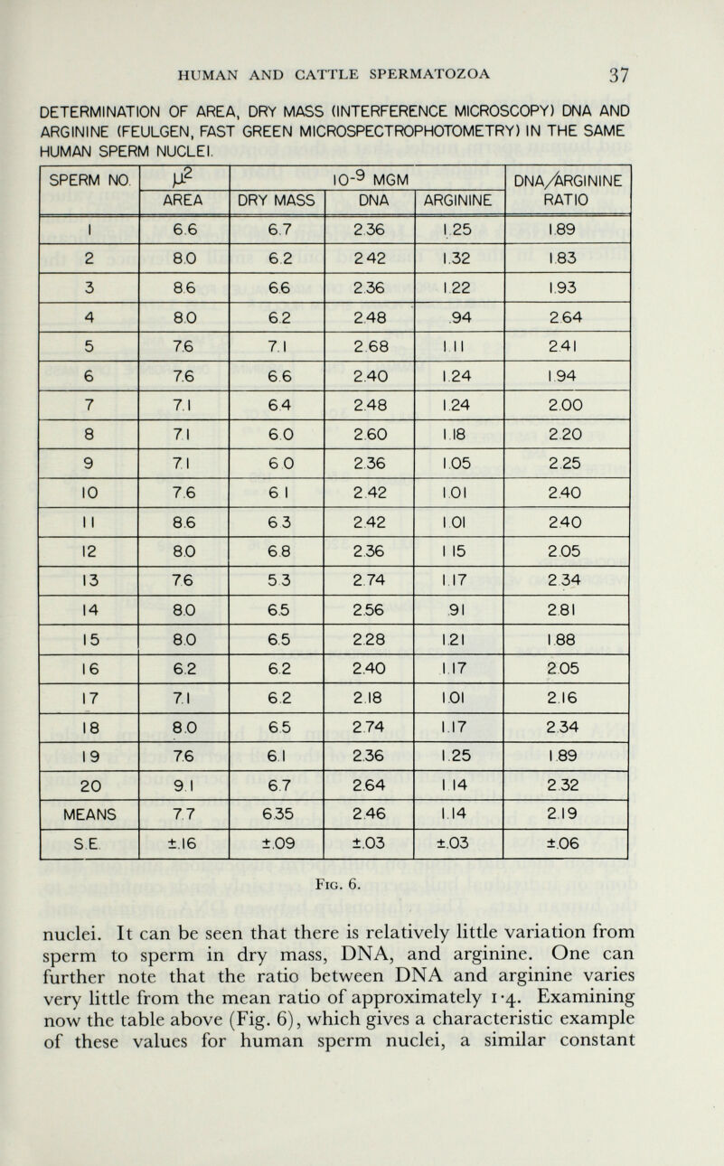 HUMAN AND CATTLE SPERMATOZOA 37 DETERMINATION OF AREA. DRY MASS (INTERFERENCE MICROSCOPY) DNA AND ARGININE (FEULGEN, FAST GREEN MICROSPECTROPHOTOMETRY) IN THE SAME HUMAN SPERM NUCLEI. Fig. 6. nuclei. It can be seen that there is relatively little variation from sperm to sperm in dry mass, DNA, and arginine. One can further note that the ratio between DNA and arginine varies very little from the mean ratio of approximately i -4. Examining now the table above (Fig. 6), which gives a characteristic example of these values for human sperm nuclei, a similar constant