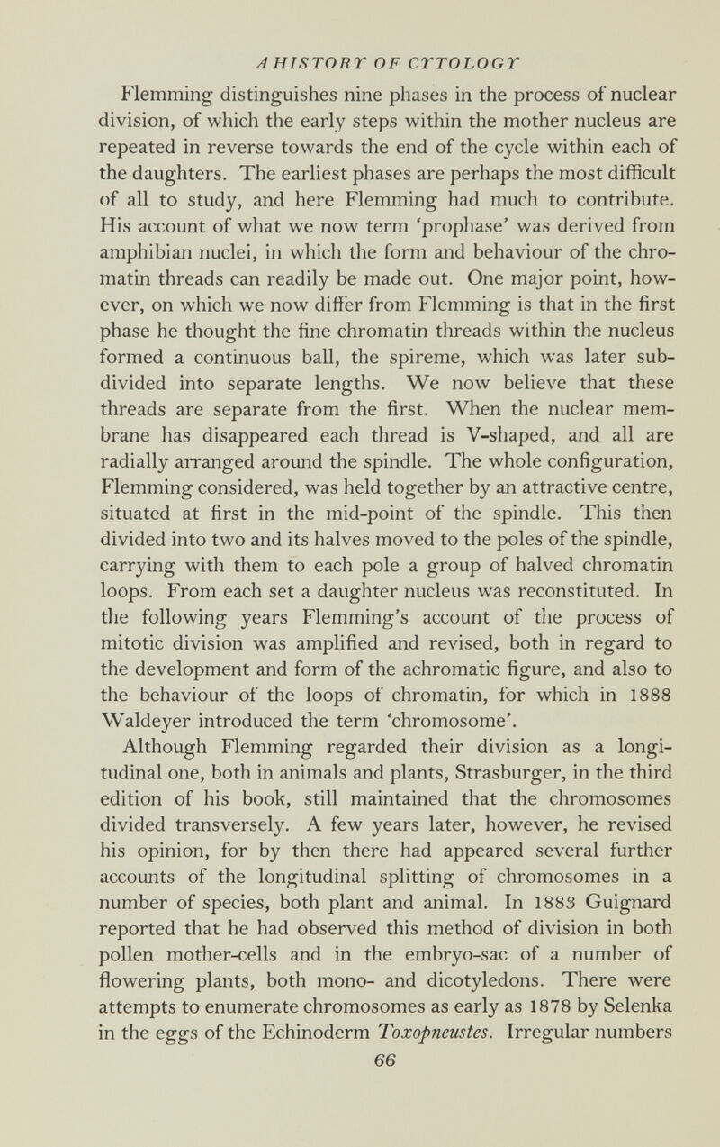 AHISTORT OF CTTOLOGT Flemming distinguishes nine phases in the process of nuclear division, of which the early steps within the mother nucleus are repeated in reverse towards the end of the cycle within each of the daughters. The earliest phases are perhaps the most difficult of all to study, and here Flemming had much to contribute. His account of what we now term 'prophase' was derived from amphibian nuclei, in which the form and behaviour of the chro¬ matin threads can readily be made out. One major point, how¬ ever, on which we now differ from Flemming is that in the first phase he thought the fine chromatin threads within the nucleus formed a continuous ball, the spireme, which was later sub¬ divided into separate lengths. We now believe that these threads are separate from the first. When the nuclear mem¬ brane has disappeared each thread is V-shaped, and all are radially arranged around the spindle. The whole configuration, Flemming considered, was held together by an attractive centre, situated at first in the mid-point of the spindle. This then divided into two and its halves moved to the poles of the spindle, carrying with them to each pole a group of halved chromatin loops. From each set a daughter nucleus was reconstituted. In the following years Flemming's account of the process of mitotic division was amplified and revised, both in regard to the development and form of the achromatic figure, and also to the behaviour of the loops of chromatin, for which in 1888 Waldeyer introduced the term 'chromosome'. Although Flemming regarded their division as a longi¬ tudinal one, both in animals and plants. Strasburger, in the third edition of his book, still maintained that the chromosomes divided transversely. A few years later, however, he revised his opinion, for by then there had appeared several further accounts of the longitudinal splitting of chromosomes in a number of species, both plant and animal. In 1883 Guignard reported that he had observed this method of division in both pollen mother-cells and in the embryo-sac of a number of flowering plants, both mono- and dicotyledons. There were attempts to enumerate chromosomes as early as 1878 by Selenka in the eggs of the Echinoderm Toxopneustes. Irregular numbers 66