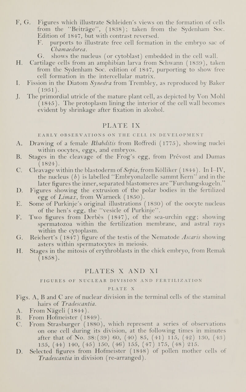 F. G. Figures which illustrate Schleiden's views on the formation of cells from the Beiträge, ( 1838); taken from the Sydenham Soc. Edition of 1847, but with contrast reversed. F. purports to illustrate free cell formation in the embryo sac of Chamaedorea. G. shows the nucleus (or cytoblast) embedded in the cell wall. H. Cartilage cells from an amphibian larva from Schwann ( 1839), taken from tiie Sydenham Soc. edition of 1847, purporting to show free cell formation in the intercellular matrix. I. Fission in the Diatom Synedra from Trembley, as reproduced by Baker (1951). J. The primordial utricle of the mature plant cell, as depicted by Von Mohl ( 1845). The protoplasm lining the interior of the cell wall becomes evident by shrinkage after fixation in alcohol. PLATE IX EARLY OBSERVATIONS ON THE CELL IN DEVELOPMENT A. Drawing of a female Rhabditis from Roffredi (1775), showing nuclei within oocytes, eggs, and embryos. B. Stages in the cleavage of the Frog's egg, from Prévost and Dumas (1824). C. Cleavage within the blastoderm of Sepia, from Kölliker ( 1844 ). In I-IV, the nucleus [b) is labelled Embryonalzelle sammt Kern and in the later figures the inner, separated blastomeres areFurcliungskugeln. D. P'igures showing the extrusion of the polar bodies in the fertilized egg of Limax, from Warneck ( 1850). E. Some of Purkinje's original illustrations ( 1830) of the oocyte nucleus of the hen's egg, the vesicle of Purkinje. F\ Two figures from Derbes (l847), of the sea-urchin egg; showing spermatozoa within the fertilization membrane, and astral rays within the cytoplasm. G. Reichert's ( 1847) figure of the testis of the Nematode Ascaris showing asters within spermatocytes in meiosis. H. Stages in the mitosis of erythroblasts in the chick embryo, from Remak (1858). PLATES X AND XI FIGURES OF NUCLEAR DIVISION AND FERTILIZATION PLATE X Figs. A, В and С are of nuclear division in the terminal cells of the staminal hairs of Tradescantia. A. From Nägeli ( 1844). B. From Hofmeister (1849). C. From Strasburger ( 1880), which represent a series of observations on one cell during its division, at the following times in minutes after that of No. 38:(39) 60, (40) 85, (41) 115, (42) 130, (43) 135, (44) 140, (45) 150, (46) 155, (47) 175, (48) 215. D. Selected figures from Hofmeister ( 1848) of pollen motlier cells of Tradescantia in division (re-arranged).