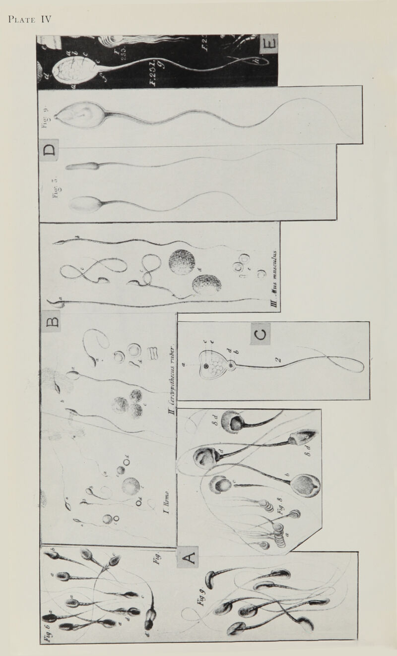 Plate IV