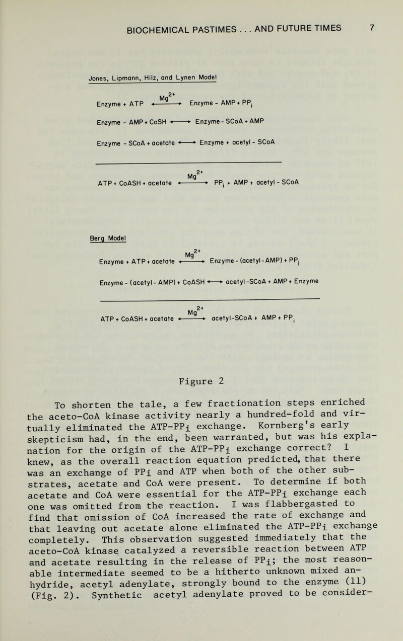 BIOCHEMICAL PASTIMES . . . AND FUTURE TIMES 7 Jones, Lipmann, Hilz, and Lynen Model Enzyme + ATP < ► Enzyme - AMP + PP. Enzyme - AMP + CoSH < ► Enzyme - SCoA ♦ AMP Enzyme - SCoA + acetate  ► Enzyme + acetyl - SCoA г* Mg ATP + CoASH + acetate  ► PPj + AMP t acetyl - SCoA Berg Model Mg Enzyme + ATP + acetate < ► Enzyme - (acetyl-AMP) + PPj Enzyme - (acetyl- AMP) + CoASH ■<—► acetyl-SCoA + AMP+ Enzyme ATP + CoASH + acetate •» ► acetyl-SCoA + AMP+PPj Figure 2 To shorten the tale, a few fractionation steps enriched the aceto-CoA kinase activity nearly a hundred-fold and vir¬ tually eliminated the АТР-РР^ exchange. Romberg's early skepticism had, in the end, been warranted, but was his expla¬ nation for the origin of the ATP-PPi exchange correct? I knew, as the overall reaction equation predicted, that there was an exchange of PPi and ATP when both of the other sub¬ strates, acetate and CoA were present. To determine if both acetate and CoA were essential for the ATP-PPi exchange each one was omitted from the reaction. I was flabbergasted to find that omission of CoA increased the rate of exchange and that leaving out acetate alone eliminated the ATP-PPi exchange completely. This observation suggested immediately that the aceto-CoA kinase catalyzed a reversible reaction between ATP and acetate resulting in the release of PP^; the most reason¬ able intermediate seemed to be a hitherto unknown mixed an¬ hydride, acetyl adenylate, strongly bound to the enzyme (11) (Fig. 2). Synthetic acetyl adenylate proved to be consider-